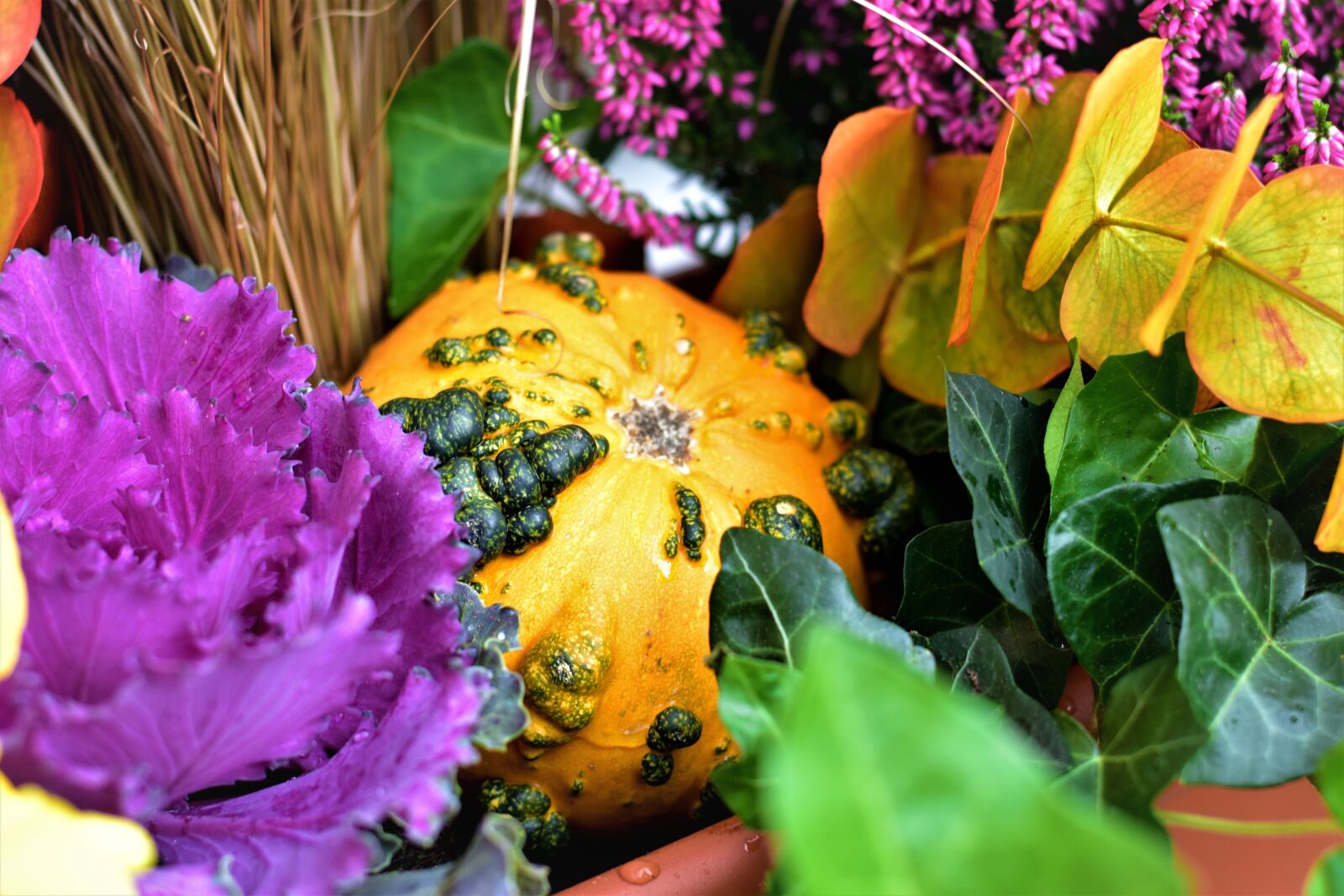 Nikon D5500 sample photo. Autumn, decoration, gourd photography