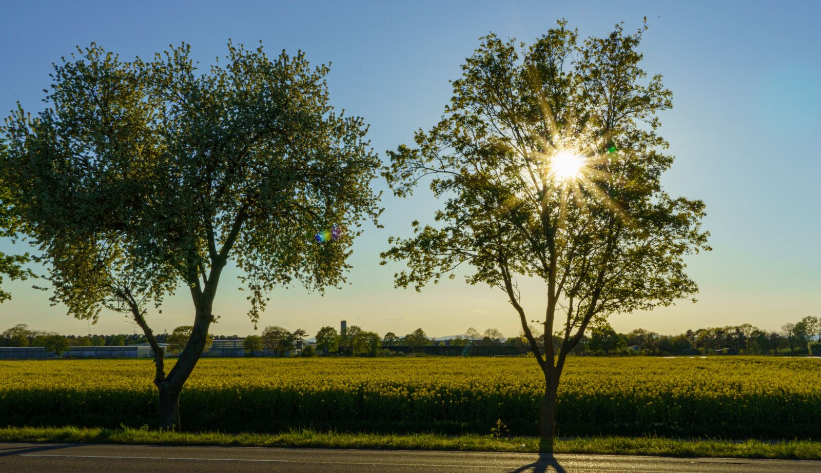 Sony a6400 sample photo. Road, field of rapeseeds photography