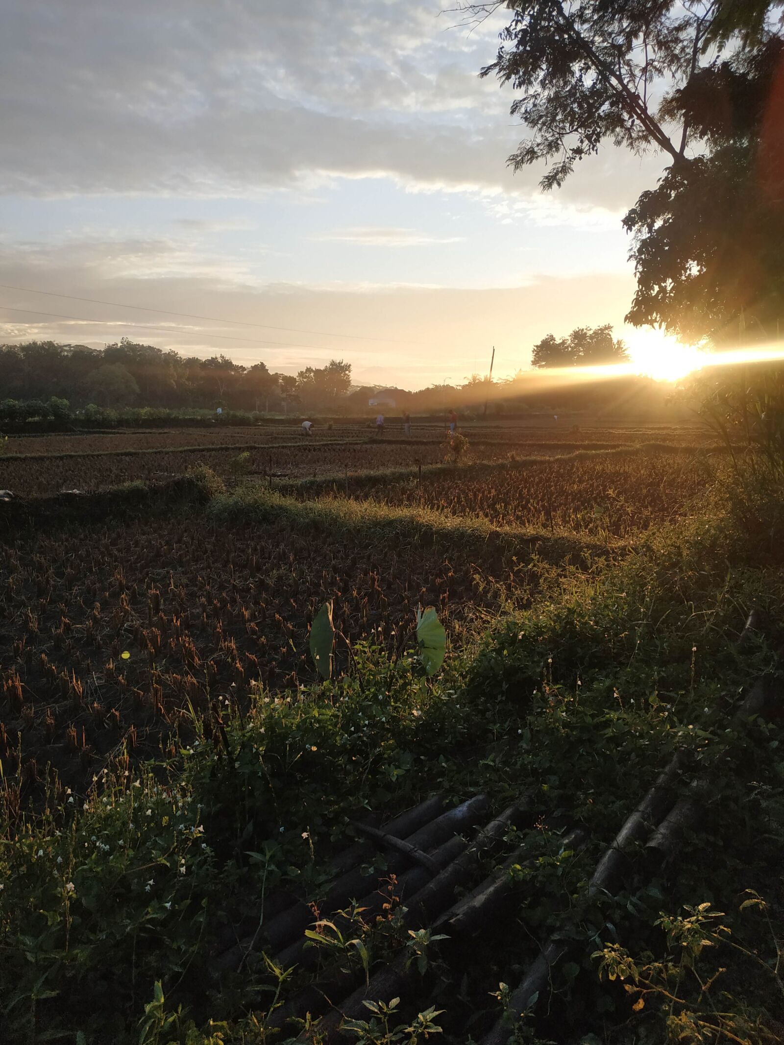 Xiaomi Redmi Note 5 sample photo. Morning, sunrise, tropical photography