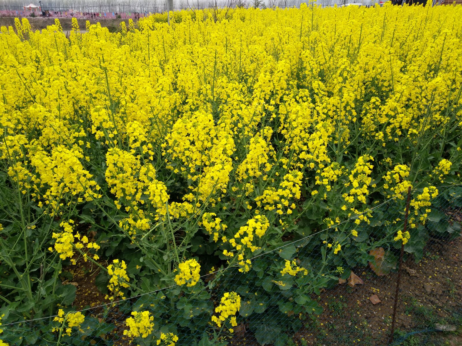 vivo XPLAY5A sample photo. Rape, hefei, china photography