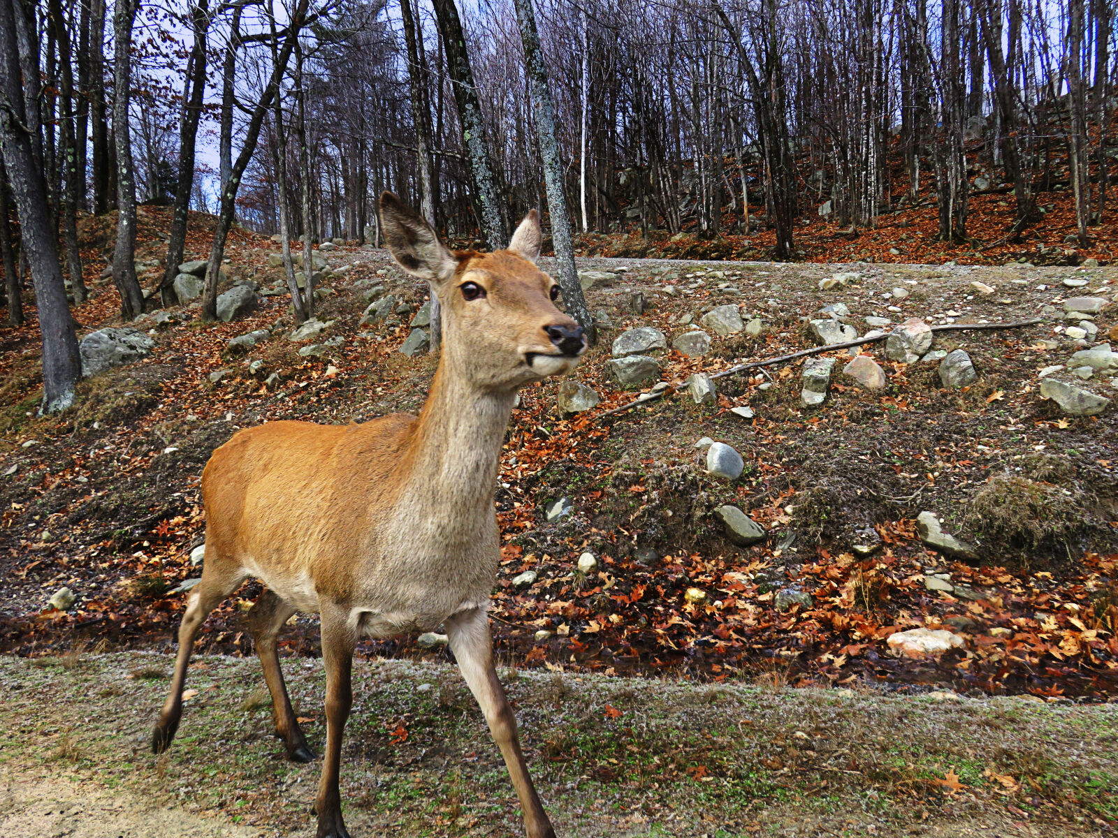Canon PowerShot SX710 HS sample photo. Nature, deer photography