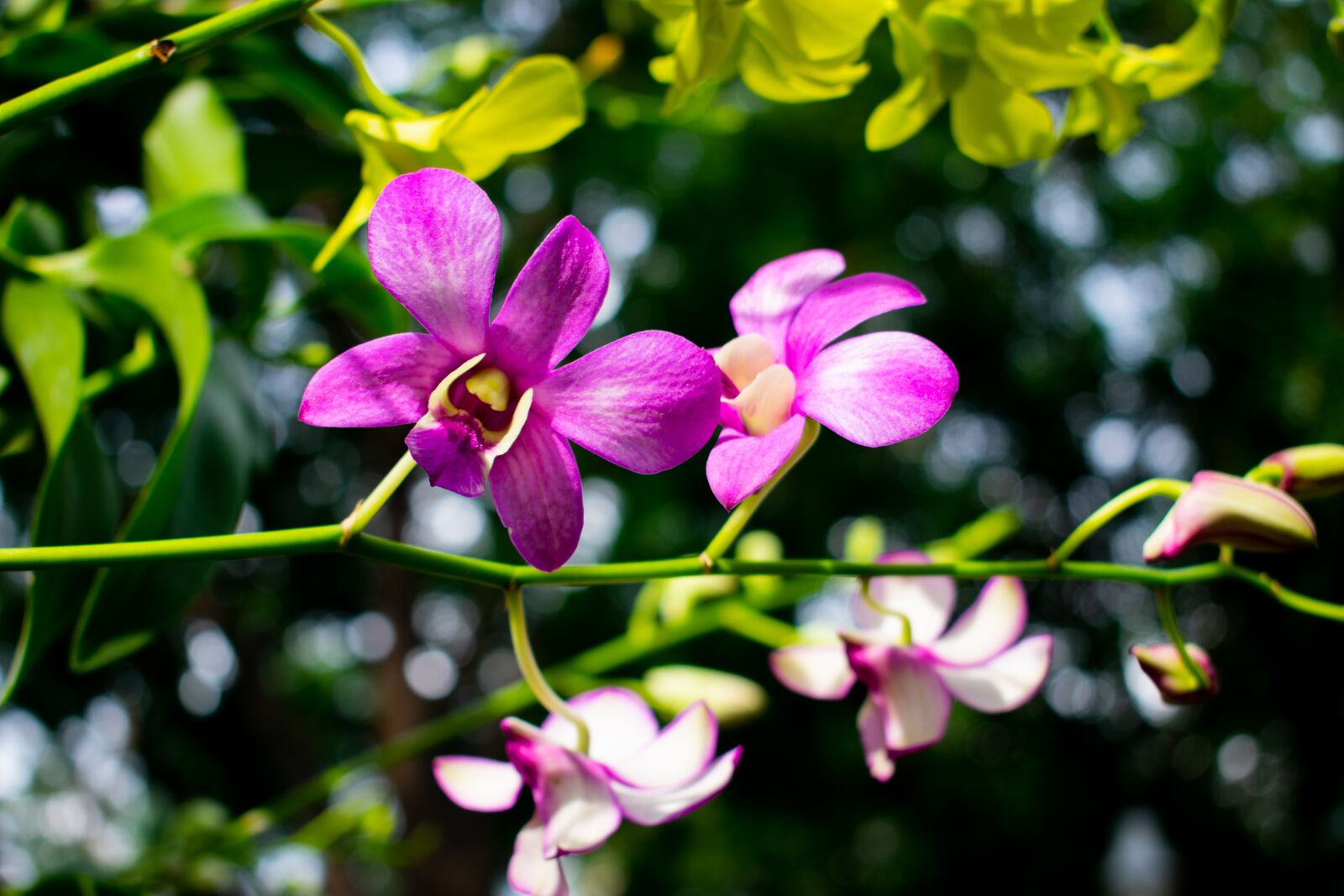 Nikon D3400 sample photo. Flowers, nature, green photography