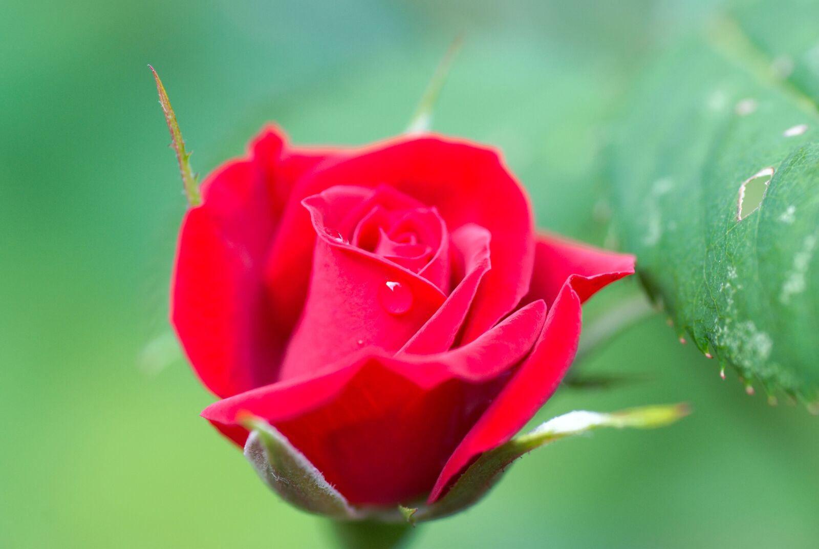 Nikon D80 sample photo. Rose, red, rose flower photography