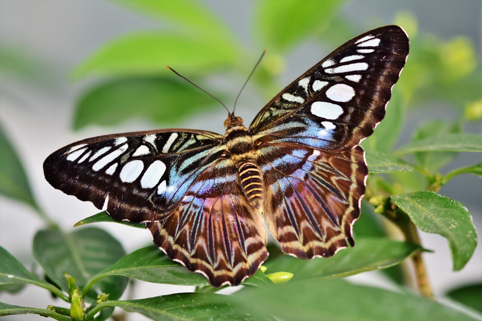 Nikon D7200 sample photo. Butterfly, tropical butterfly, exotic photography
