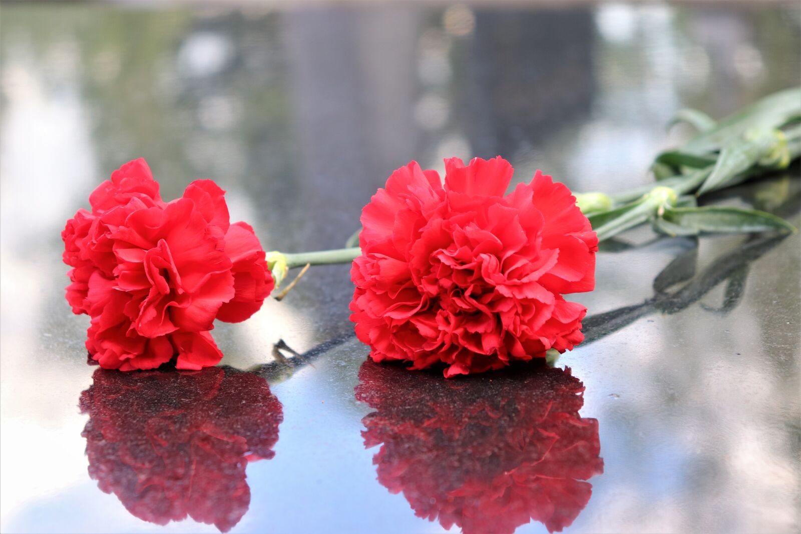 Canon EOS 200D (EOS Rebel SL2 / EOS Kiss X9) sample photo. Two red carnations, black photography