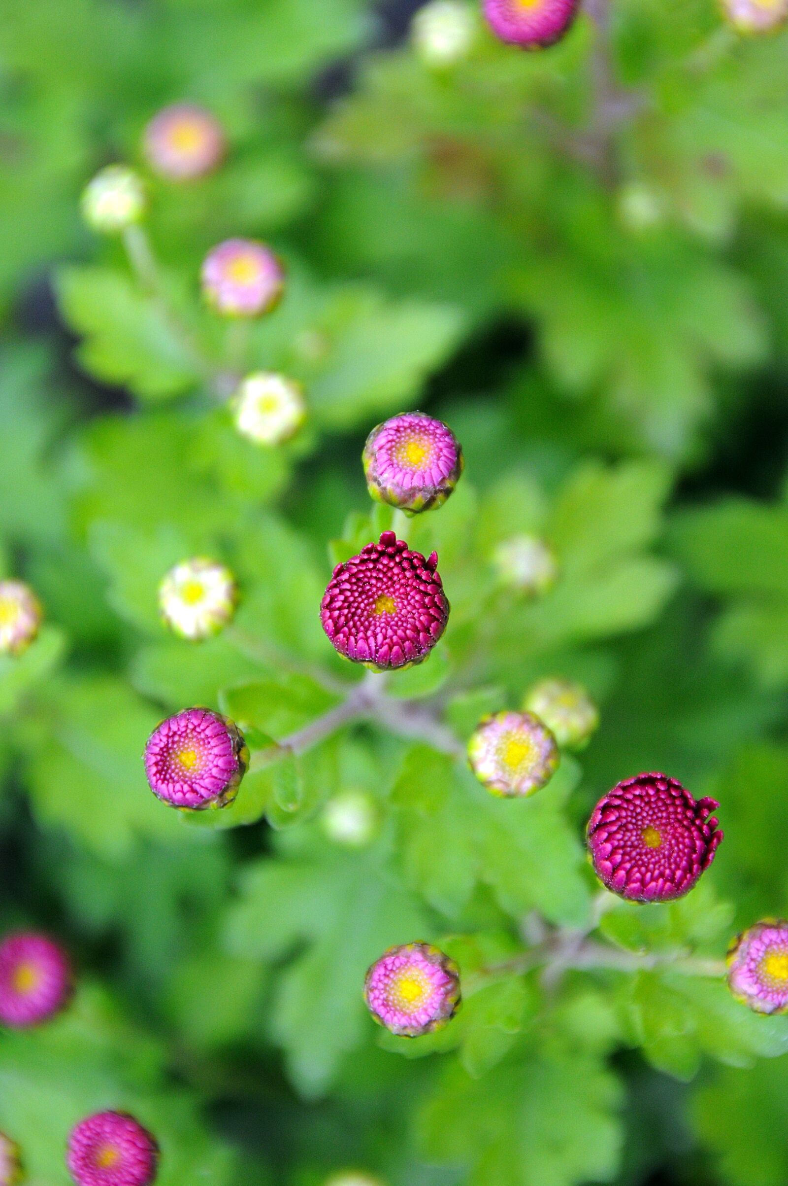 Nikon D3200 sample photo. Plant, green, foliage photography