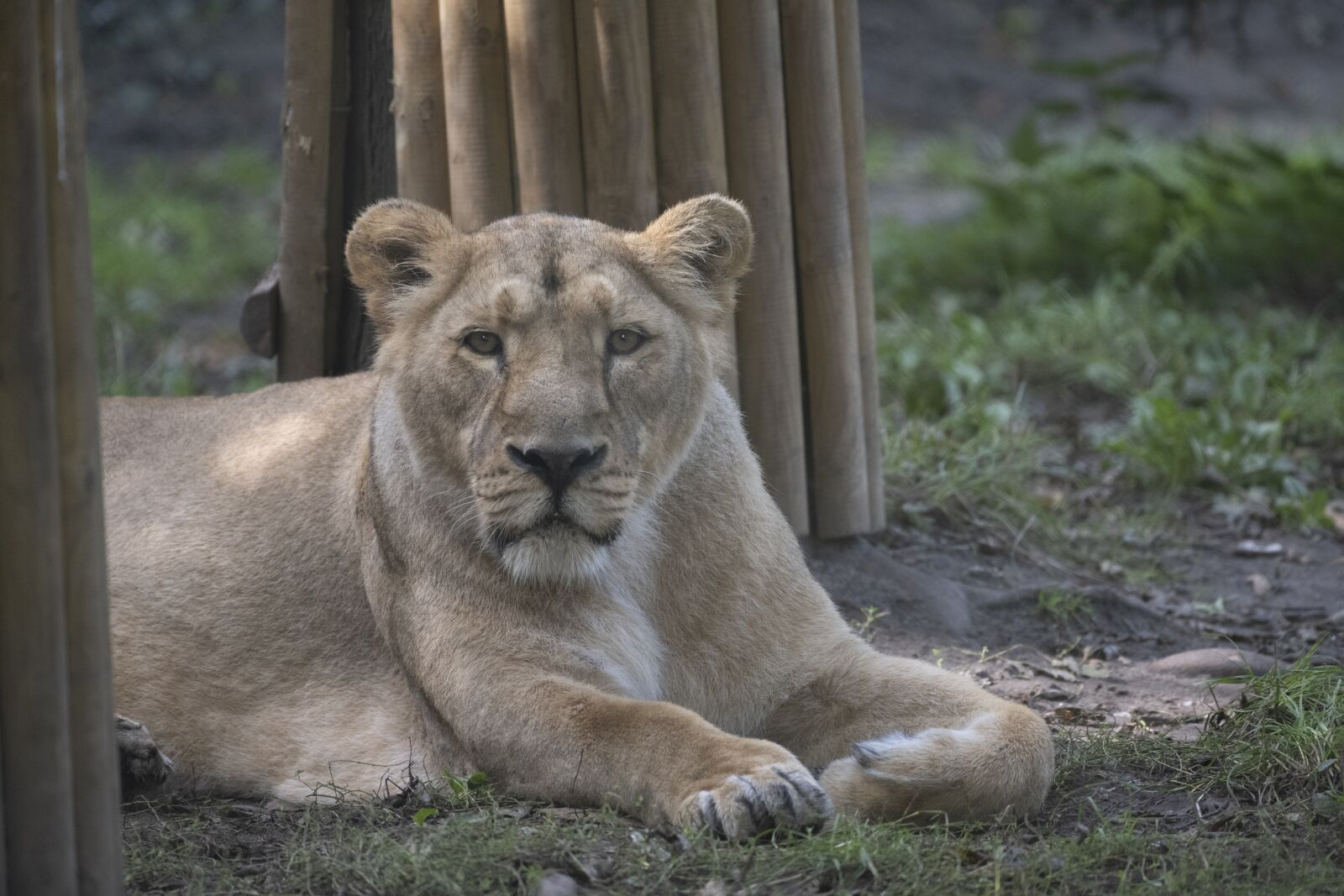 Nikon Z7 sample photo. Lioness, animal, female lion photography
