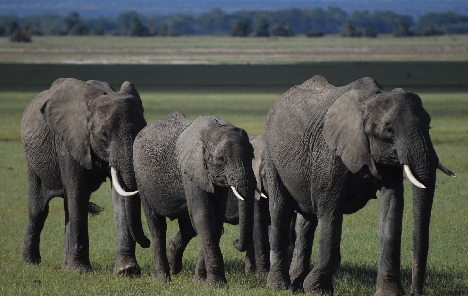 Nikon D200 sample photo. Elephants, amboseli, elephant photography