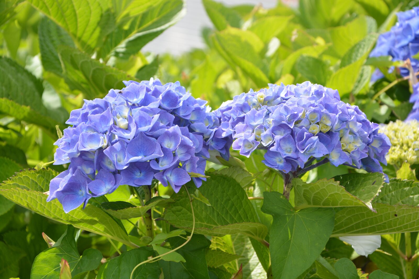 Nikon D5200 sample photo. Hydrangea, pretty flowers round photography