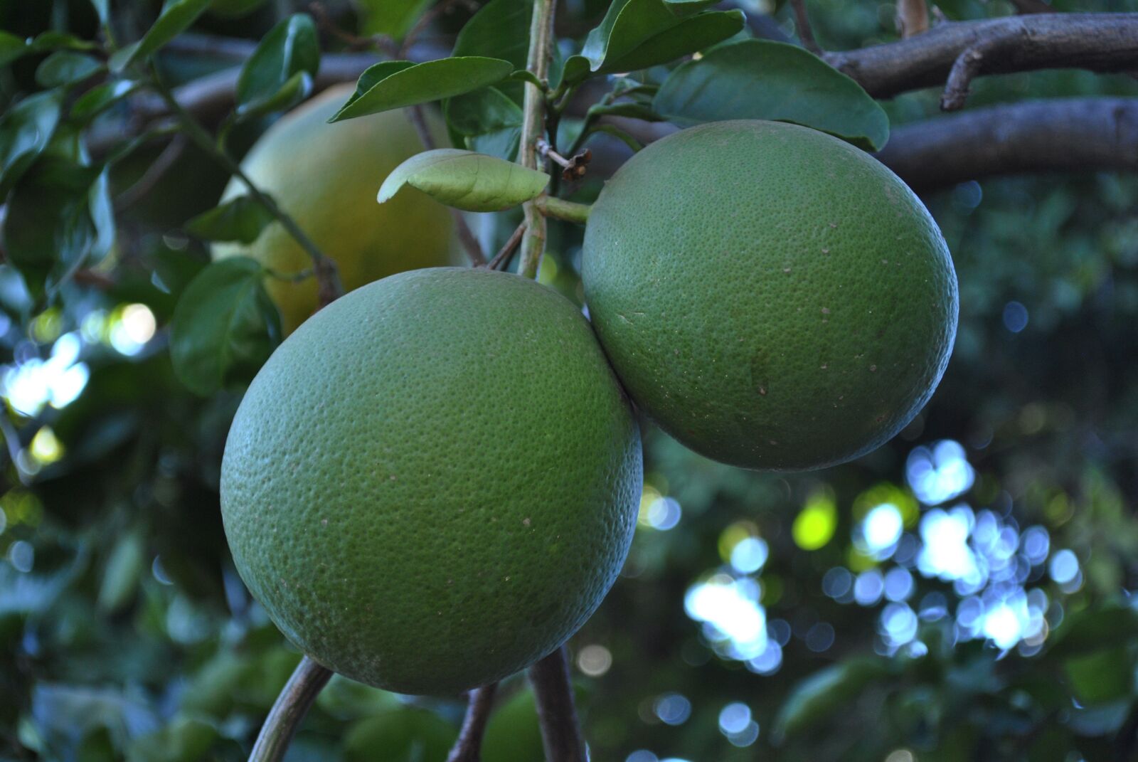 Nikon D3000 sample photo. Grapefruit, fruit, acidic fruits photography