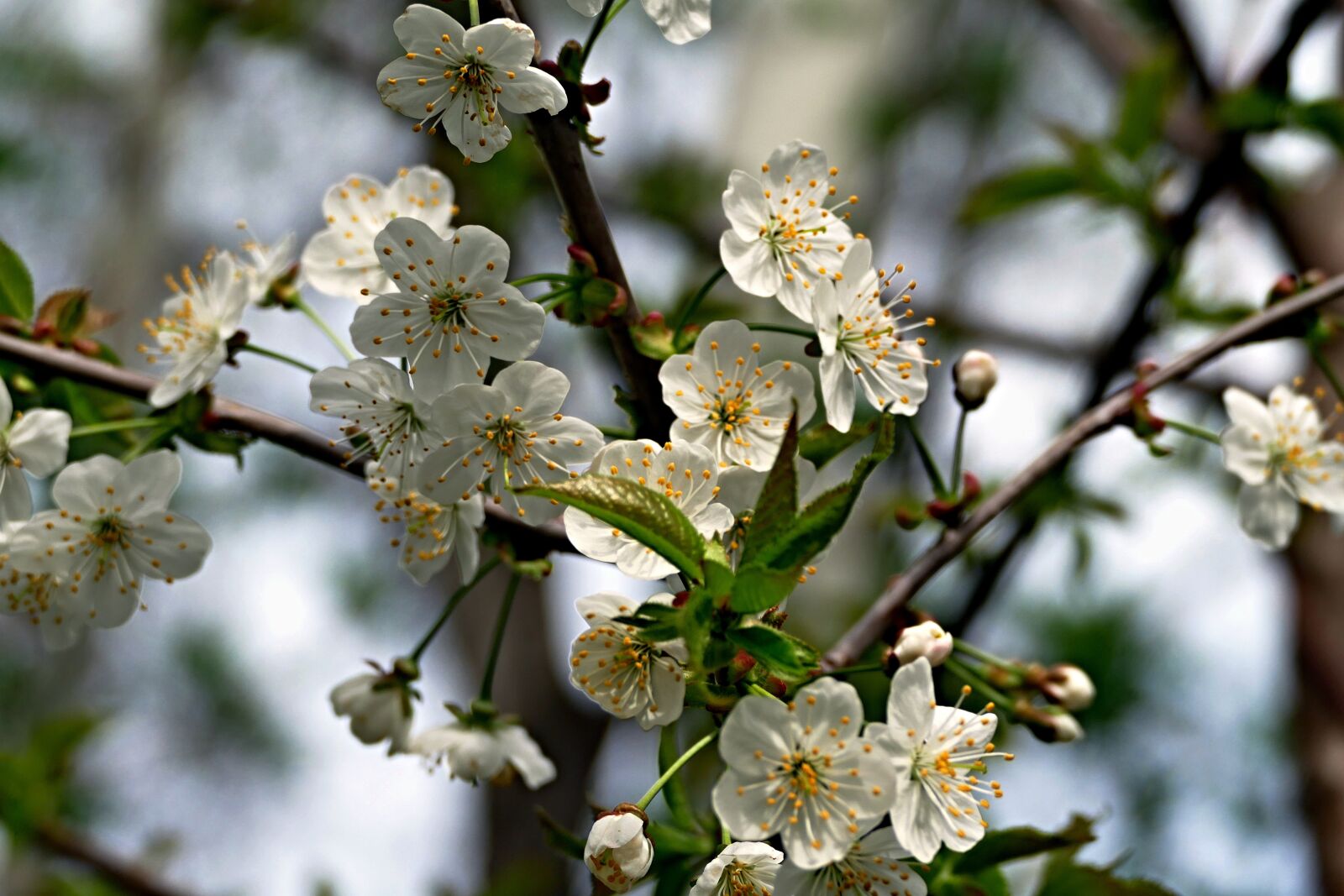 Panasonic Lumix DMC-FZ1000 sample photo. Flower, blooming, blooming tree photography