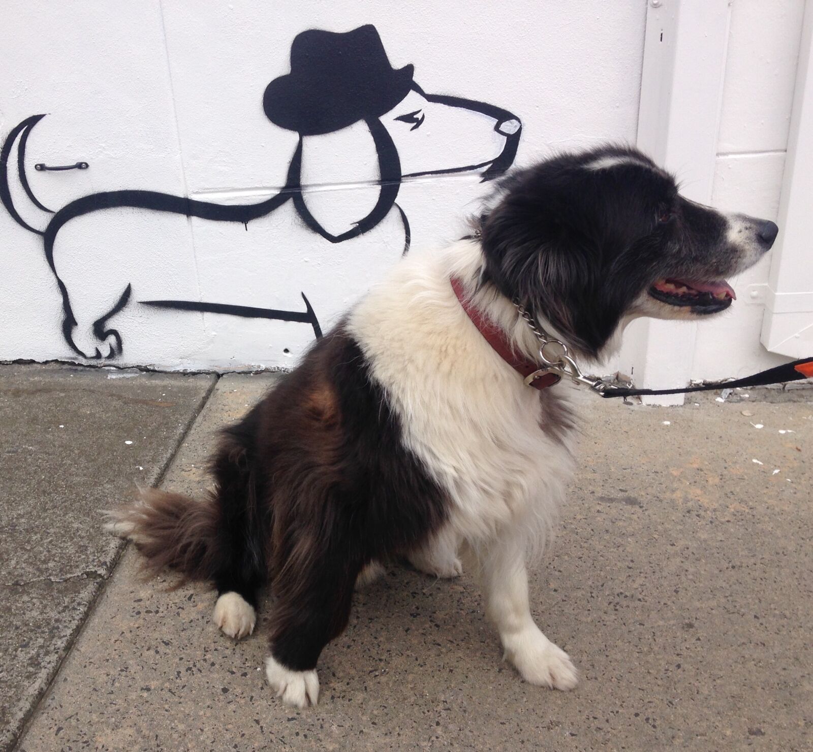 iPhone 5c back camera 4.12mm f/2.4 sample photo. Animal, border, collie, dog photography