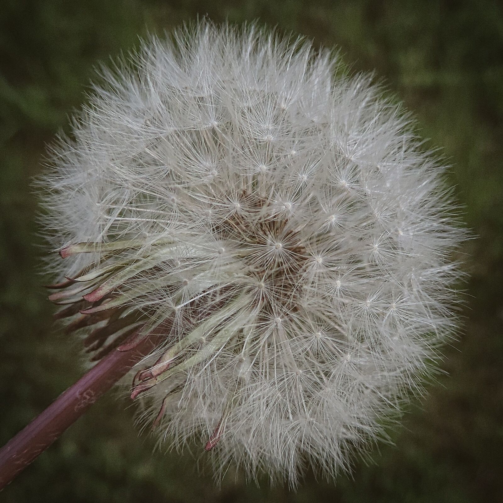 Nikon Coolpix P520 sample photo. Dandelion, spring, nature photography
