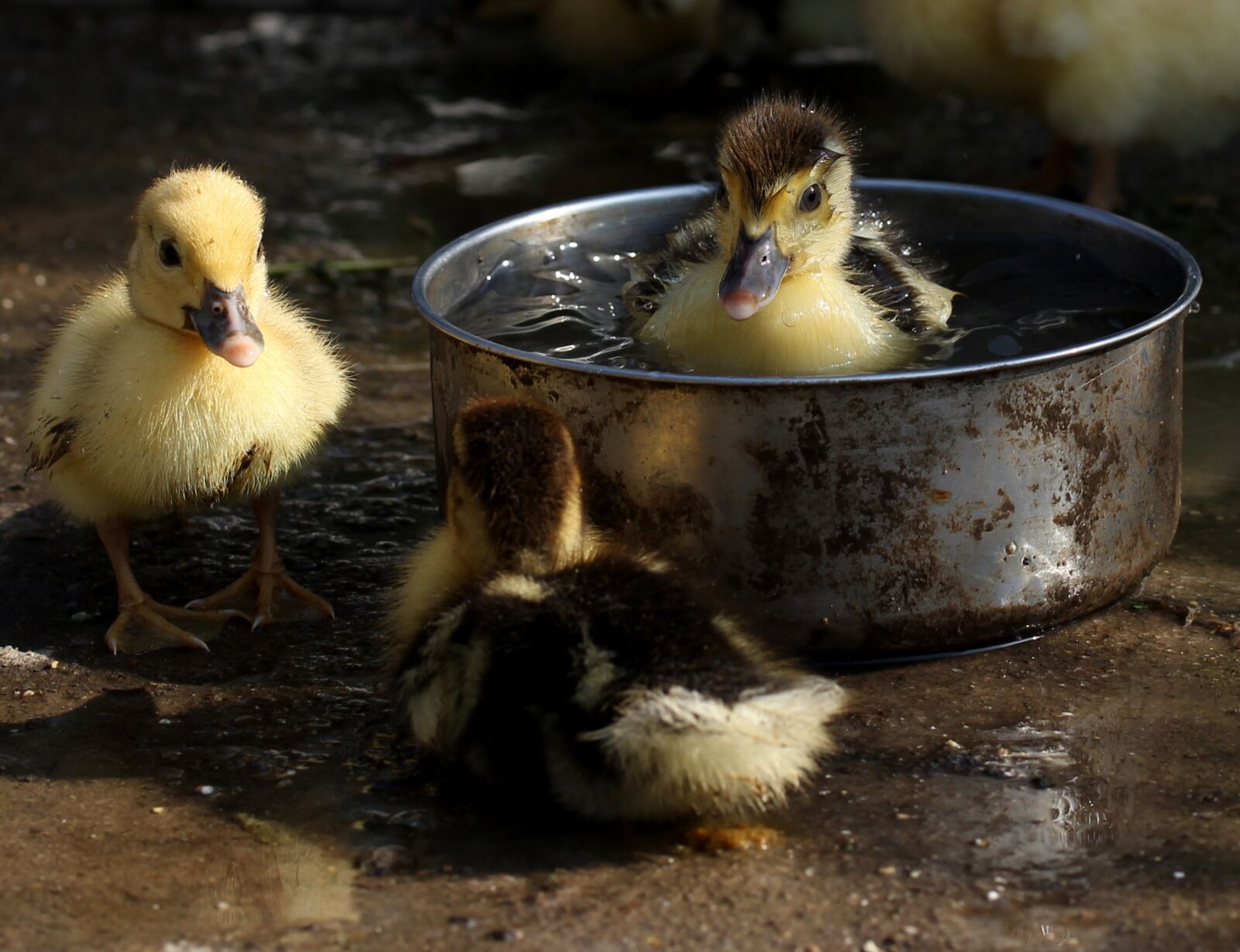 Canon EF-S 60mm F2.8 Macro USM sample photo. Duckling, fluffy, cute photography