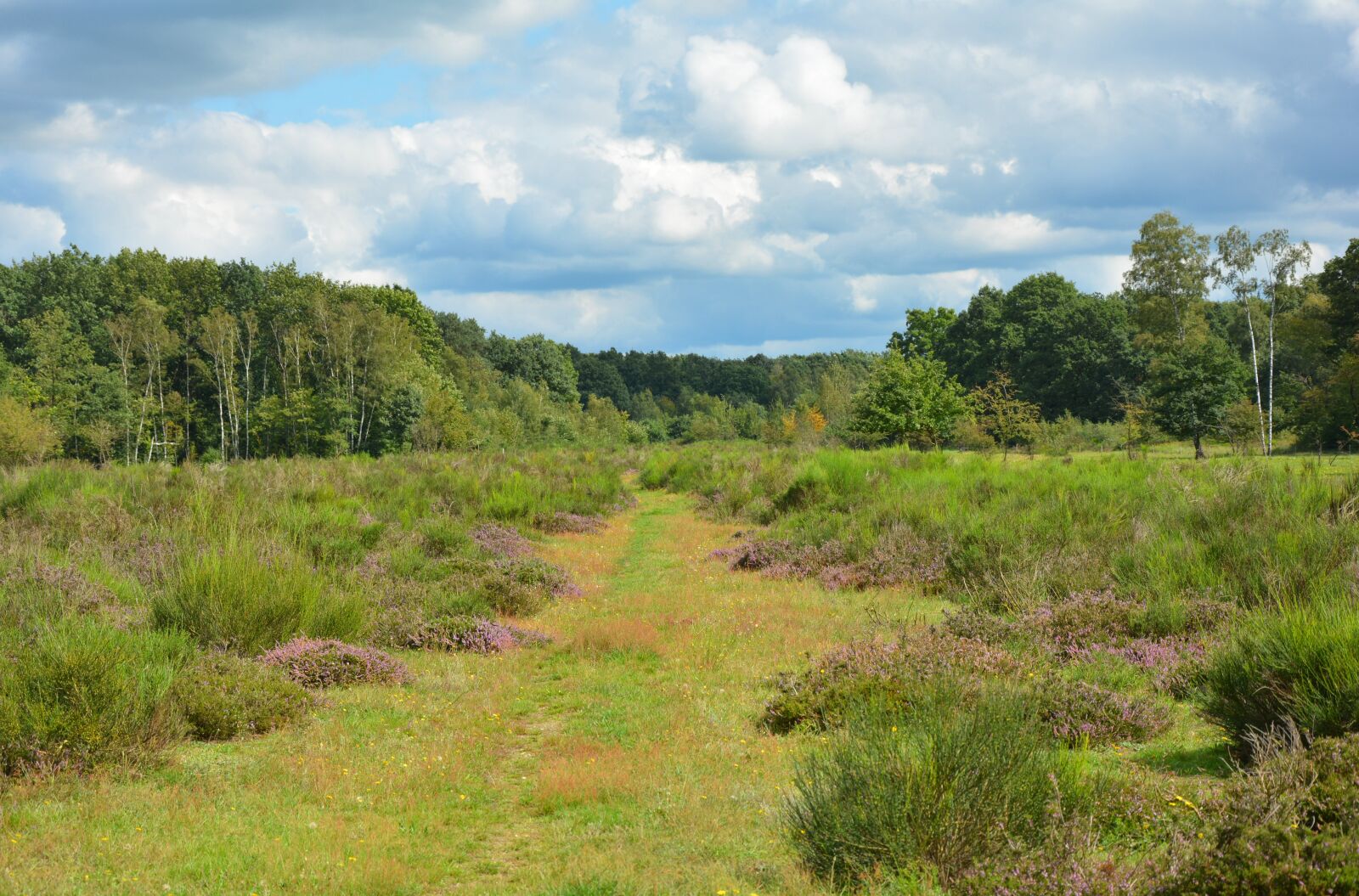 Nikon D5200 sample photo. Heide, heathland, landscape photography