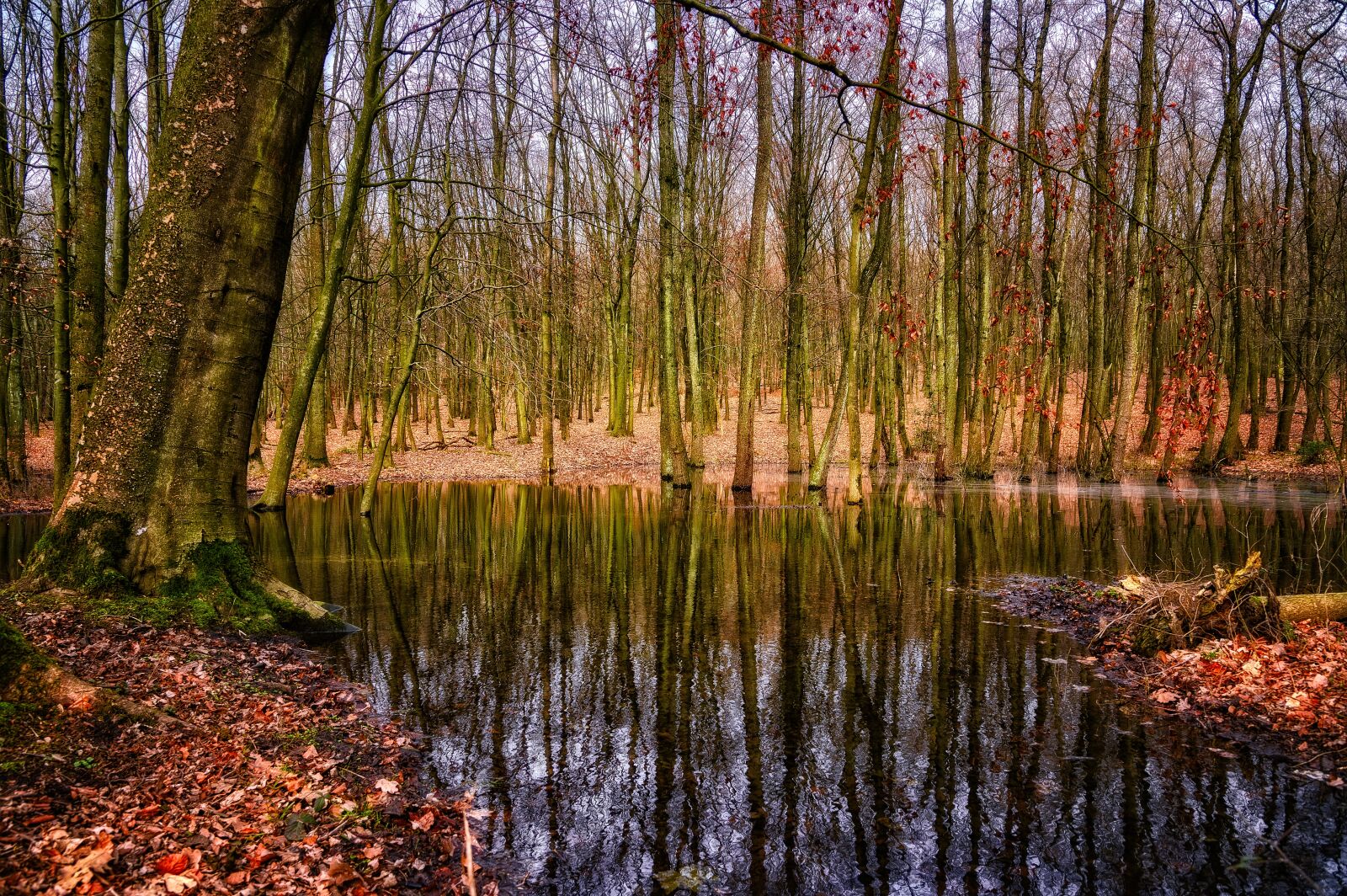 Nikon Z6 sample photo. Forest, trees, swamp photography