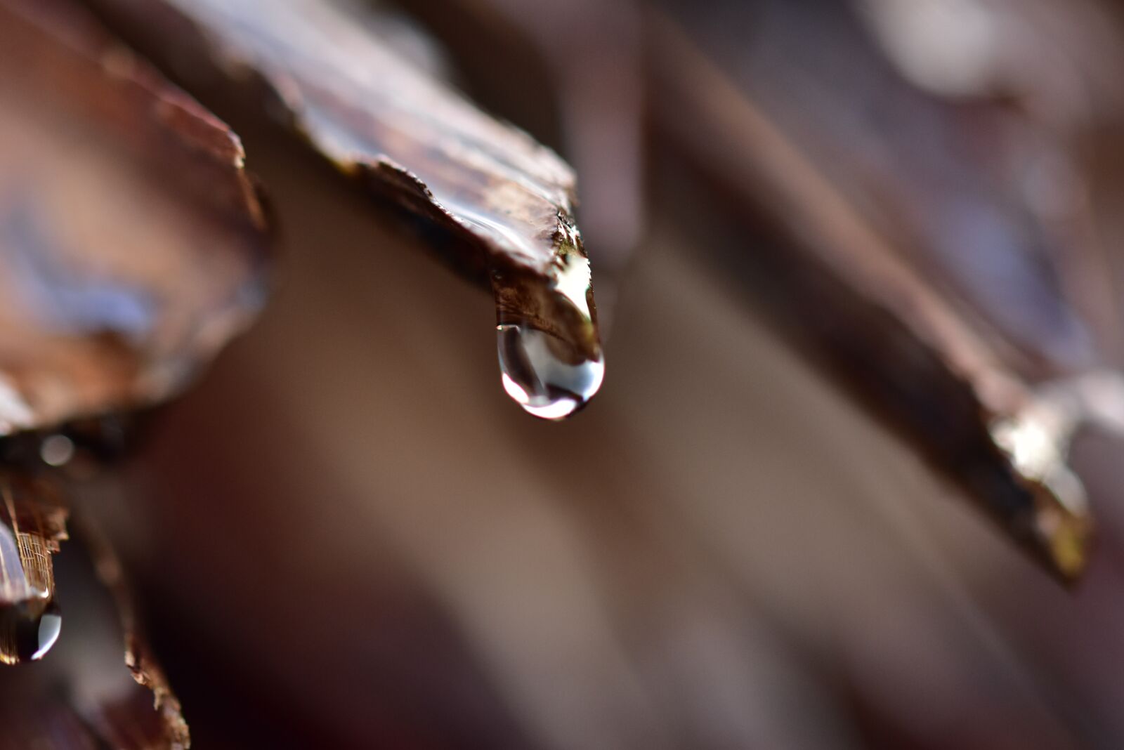 Nikon D3400 sample photo. Raindrops, droplet, sago roof photography