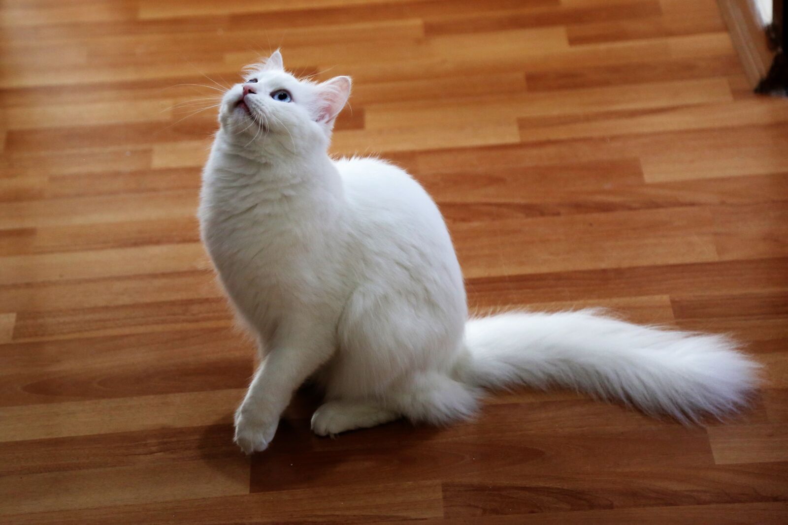 Canon EOS 5D Mark III sample photo. Cat, animal, pets photography