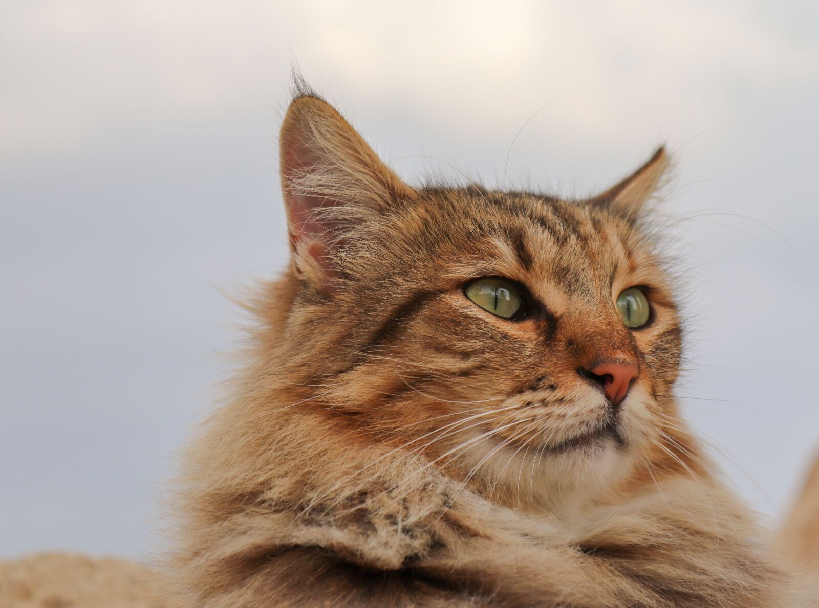 Canon EOS 200D (EOS Rebel SL2 / EOS Kiss X9) sample photo. Cat, domestic cat, german photography