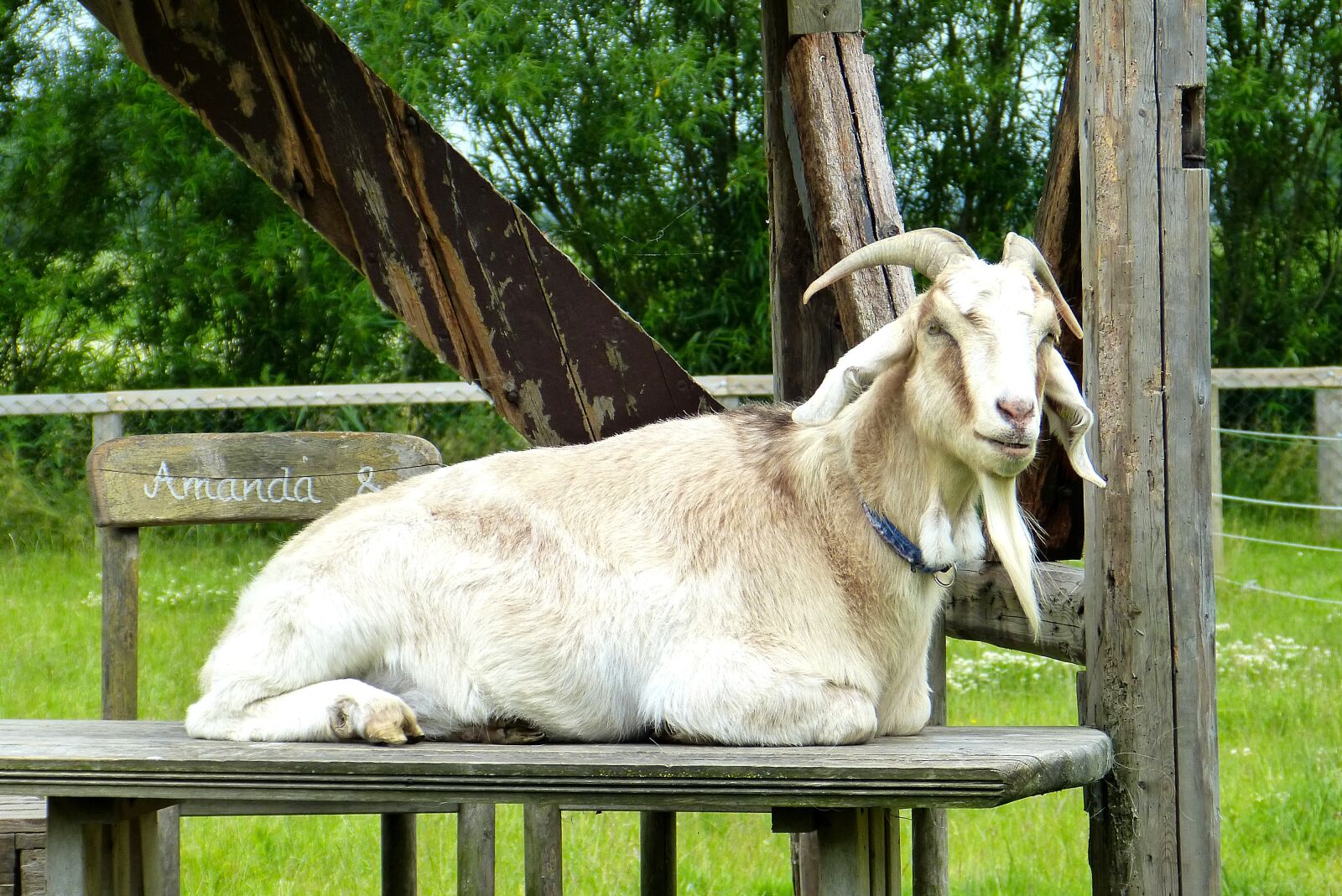 Panasonic Lumix DMC-FZ150 sample photo. Goat, sheep, nature photography