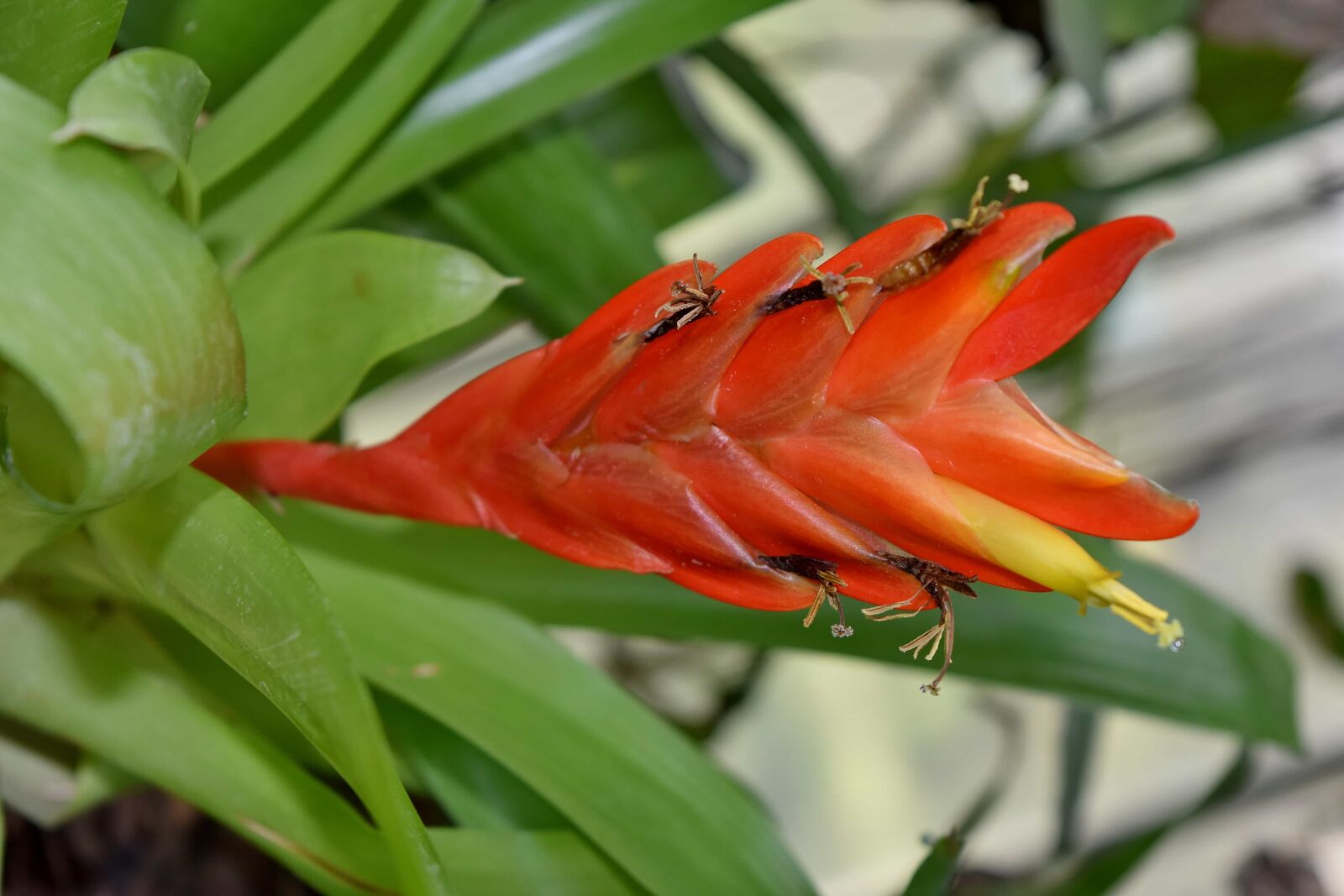 Nikon D5500 sample photo. Ecology, exotic, reddish, tropical photography