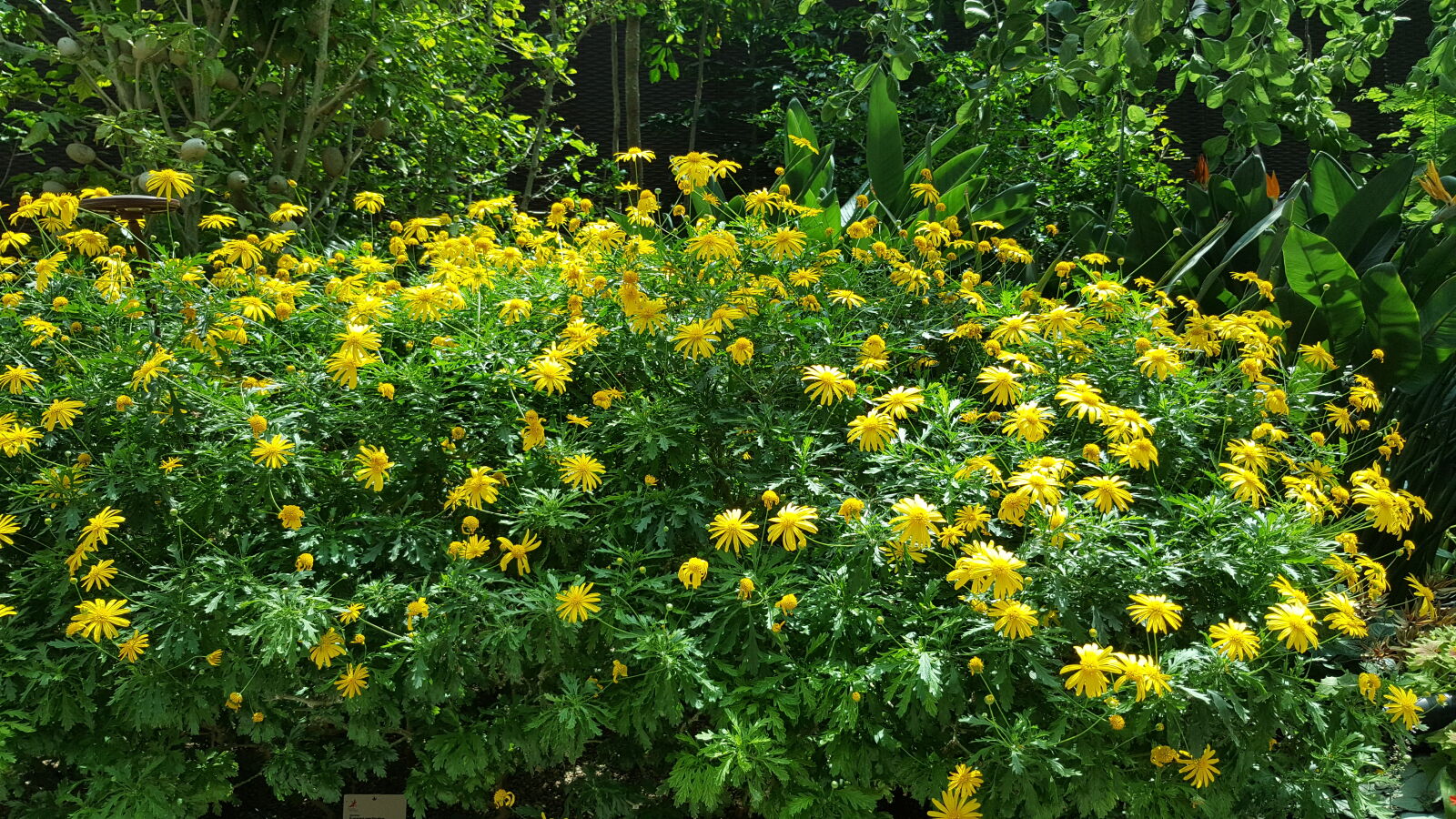 Samsung Galaxy Note5 sample photo. Flowers, garden, by, the photography