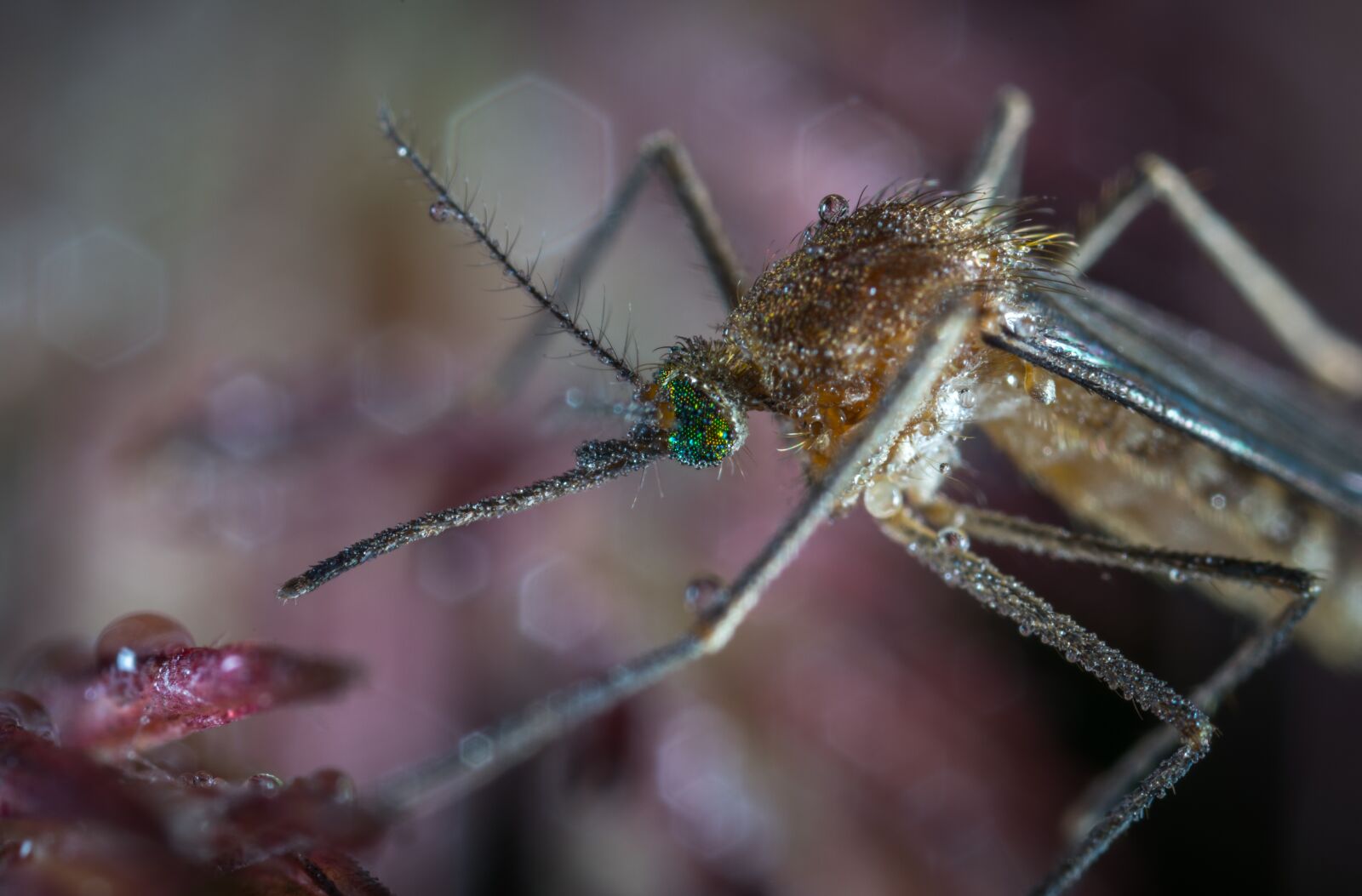 #124 65/2.8 sample photo. Insect, bespozvonochnoe, animals photography