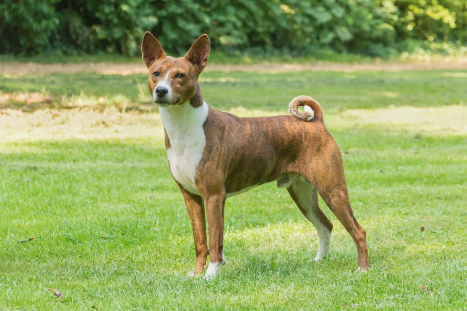 Nikon D7100 sample photo. Dog, animal, pet photography