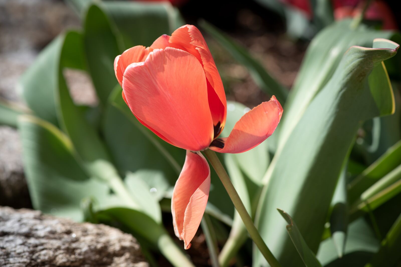 Nikon D750 sample photo. Tulip, flower, blossom photography