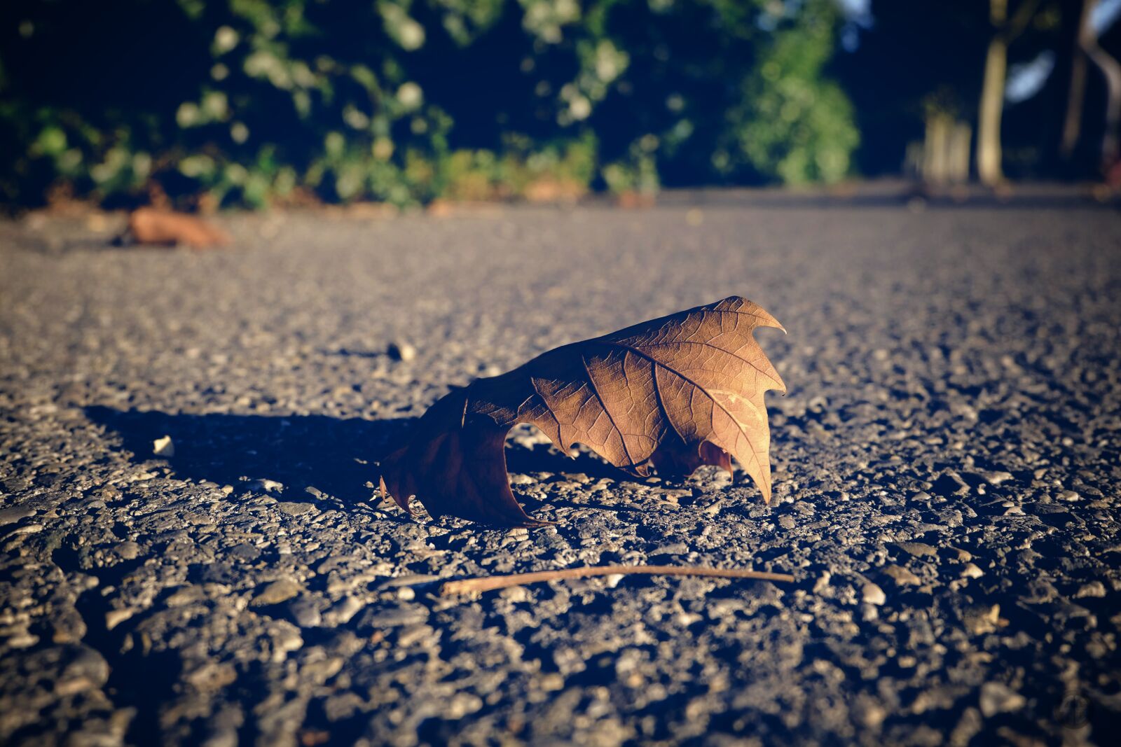 Fujifilm X-M1 sample photo. Nature, outdoor, no person photography