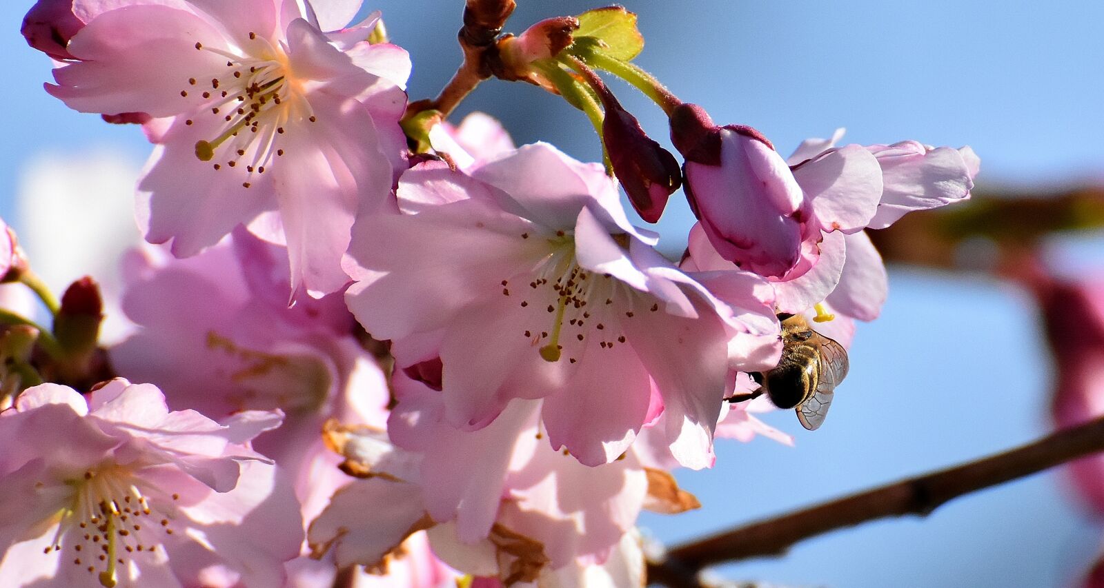 Nikon D7200 sample photo. Bee, cherry blossom, ornamental photography