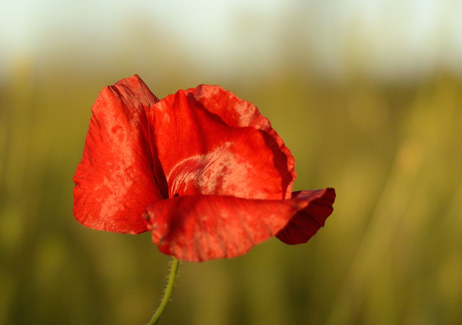 Nikon 1 Nikkor 32mm F1.2 sample photo. Poppy, red, nature photography