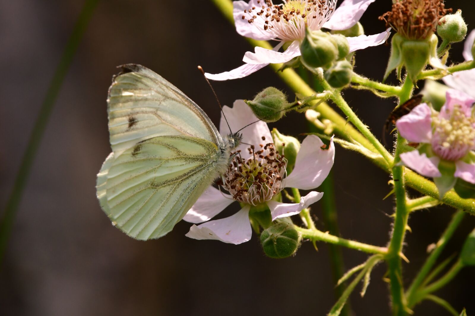 Nikon D7500 sample photo. Insect, butterfly, flowers photography
