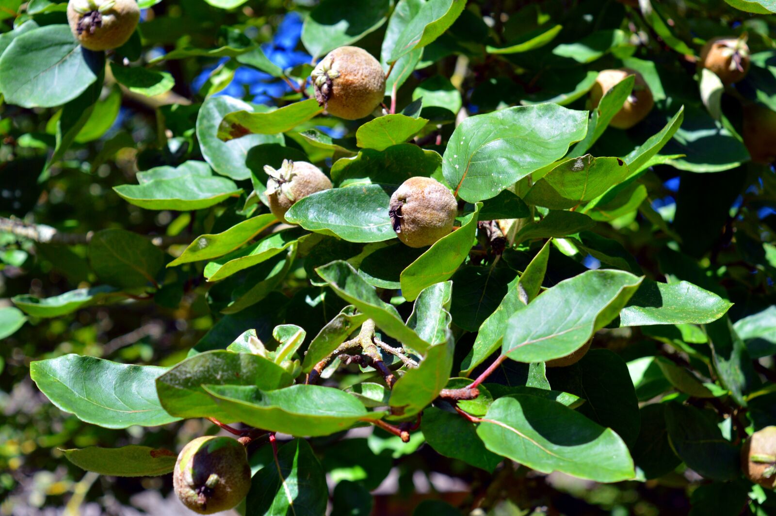 Nikon D3200 sample photo. Quince, tree, quittenbaum photography