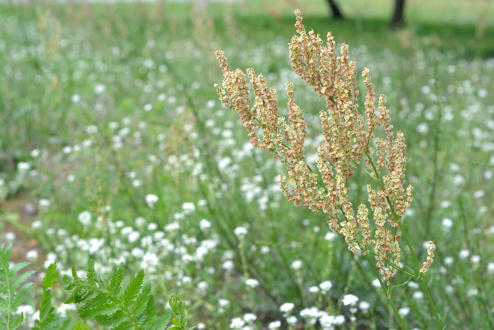 Nikon D5200 sample photo. Blooming, meadow, field photography