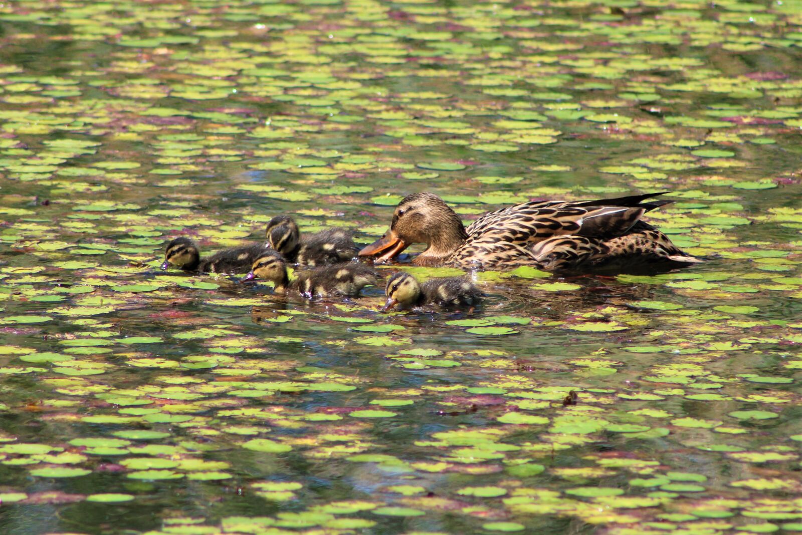 Canon EF75-300mm f/4-5.6 sample photo. Duck, bird, nature photography