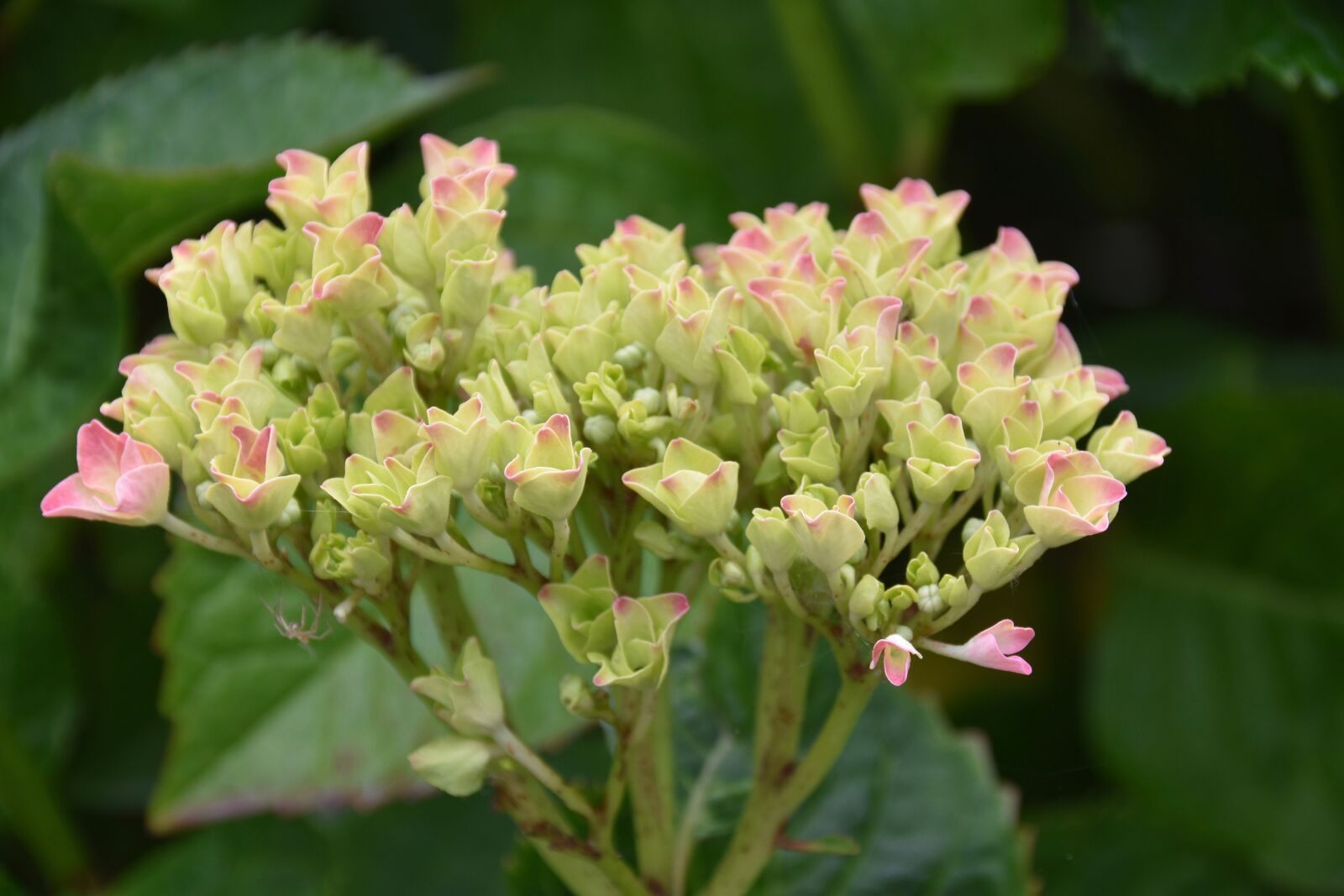 Nikon D5600 sample photo. Flower, flowers hydrangea, flowering photography