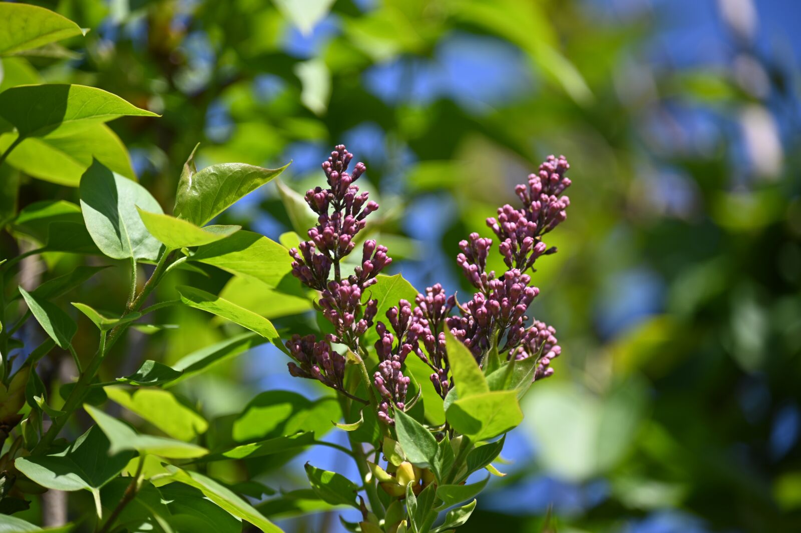 Nikon Z6 sample photo. Lilac, bud, spring photography