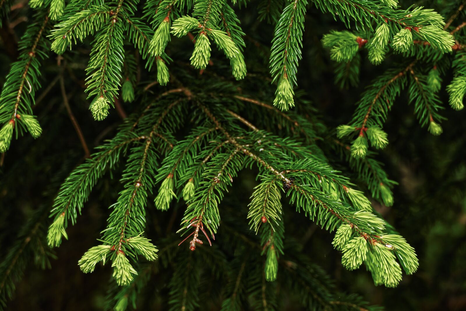 Panasonic Lumix DMC-FZ1000 sample photo. Conifer, shoots, wipferl photography
