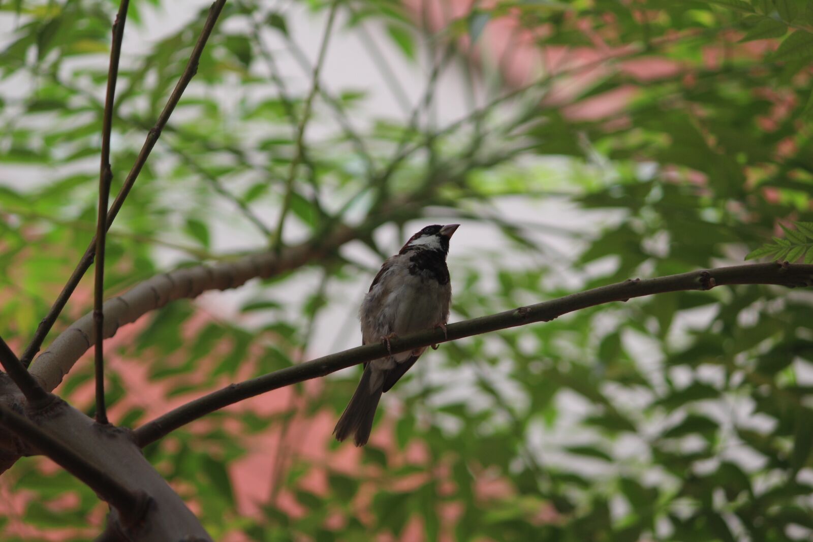 Canon EOS 1200D (EOS Rebel T5 / EOS Kiss X70 / EOS Hi) sample photo. Bird, tree, branch photography