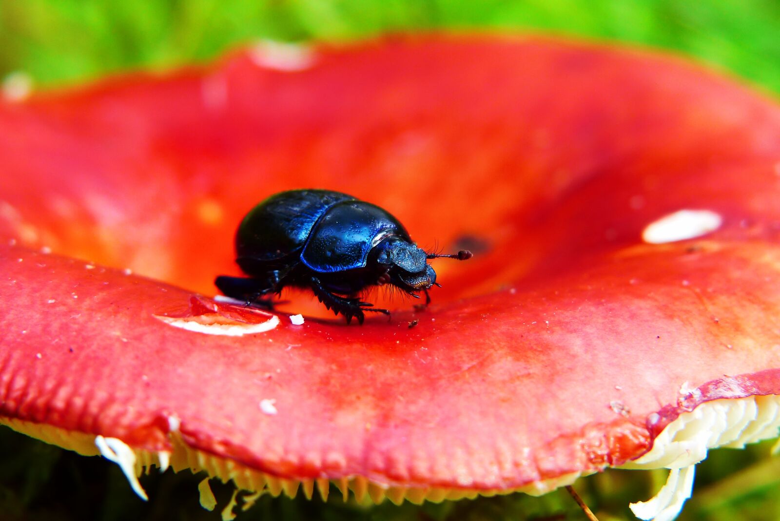 Panasonic Lumix DMC-FZ200 sample photo. Forest beetle, the beetle photography