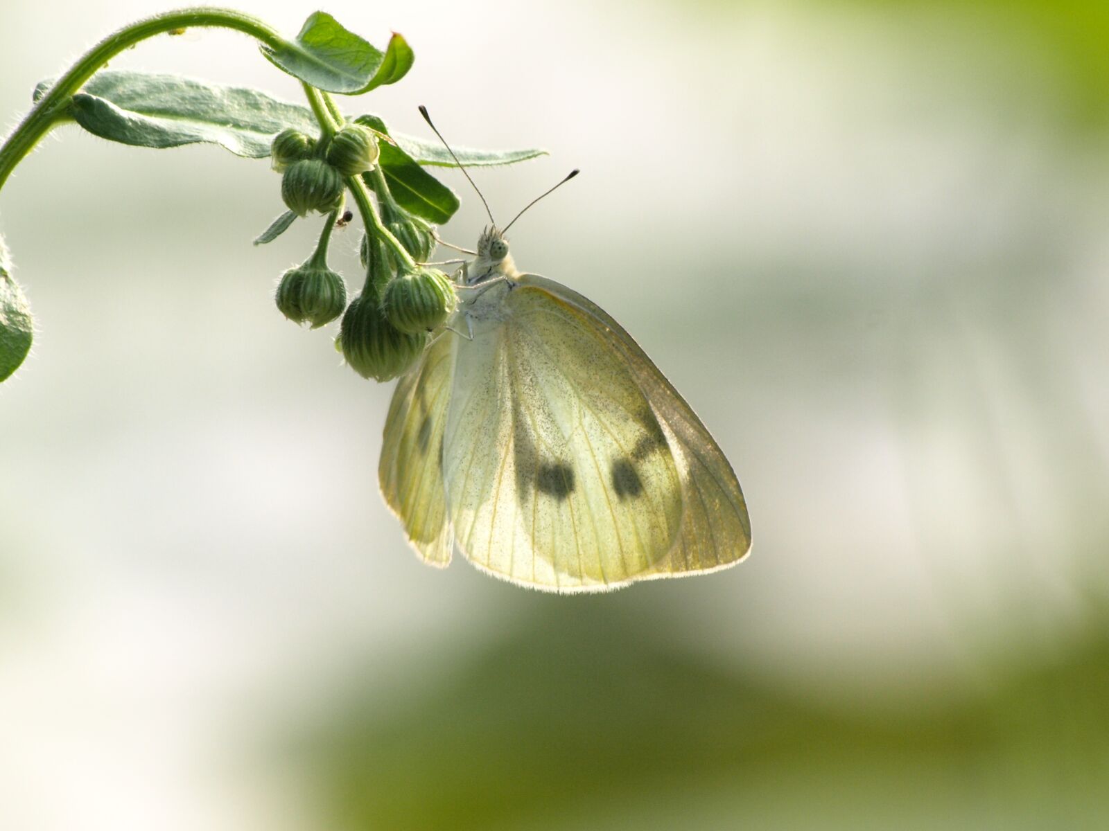 Olympus E-510 (EVOLT E-510) sample photo. Natural, creatures, plant photography