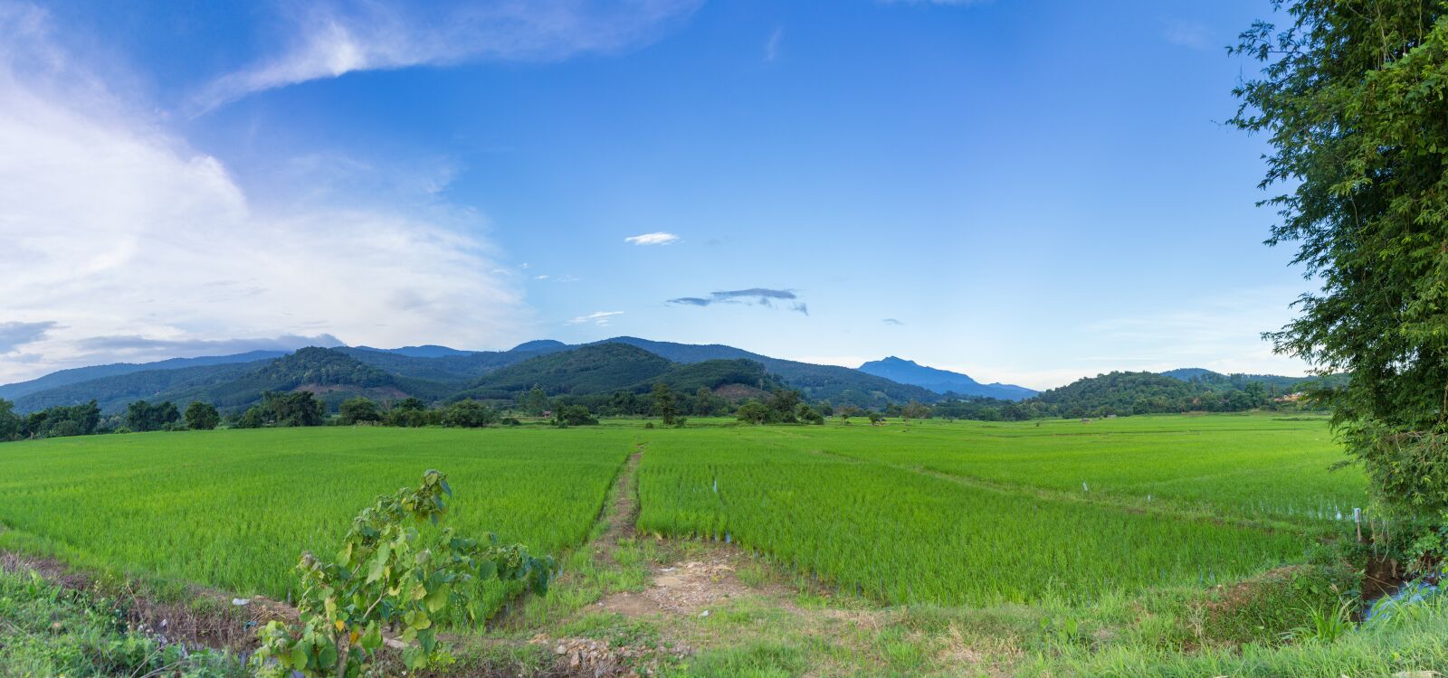 Canon EF-S 18-200mm F3.5-5.6 IS sample photo. Cornfield, nature, evening photography
