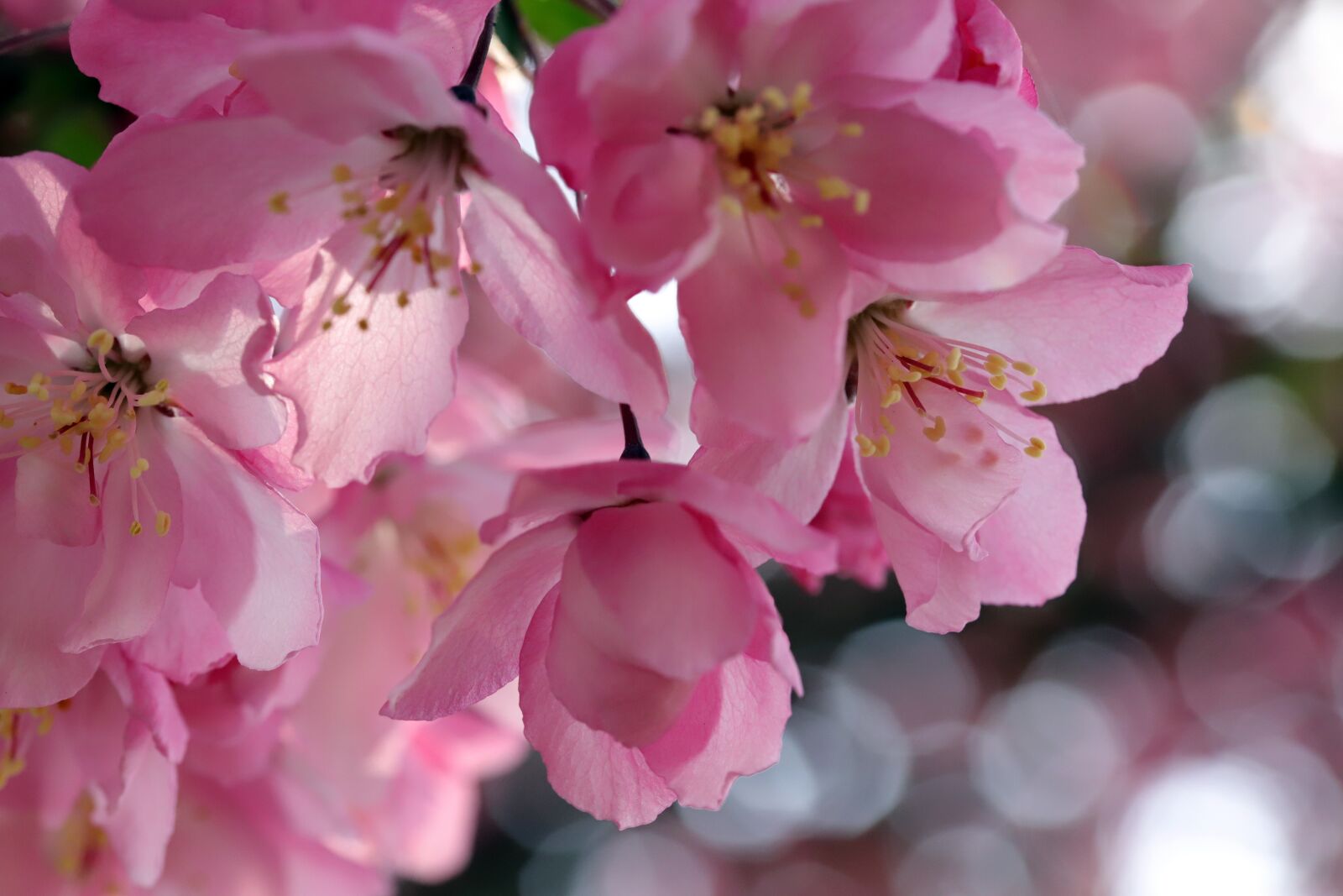Canon EOS 6D Mark II sample photo. Flower apples, spring, wood photography