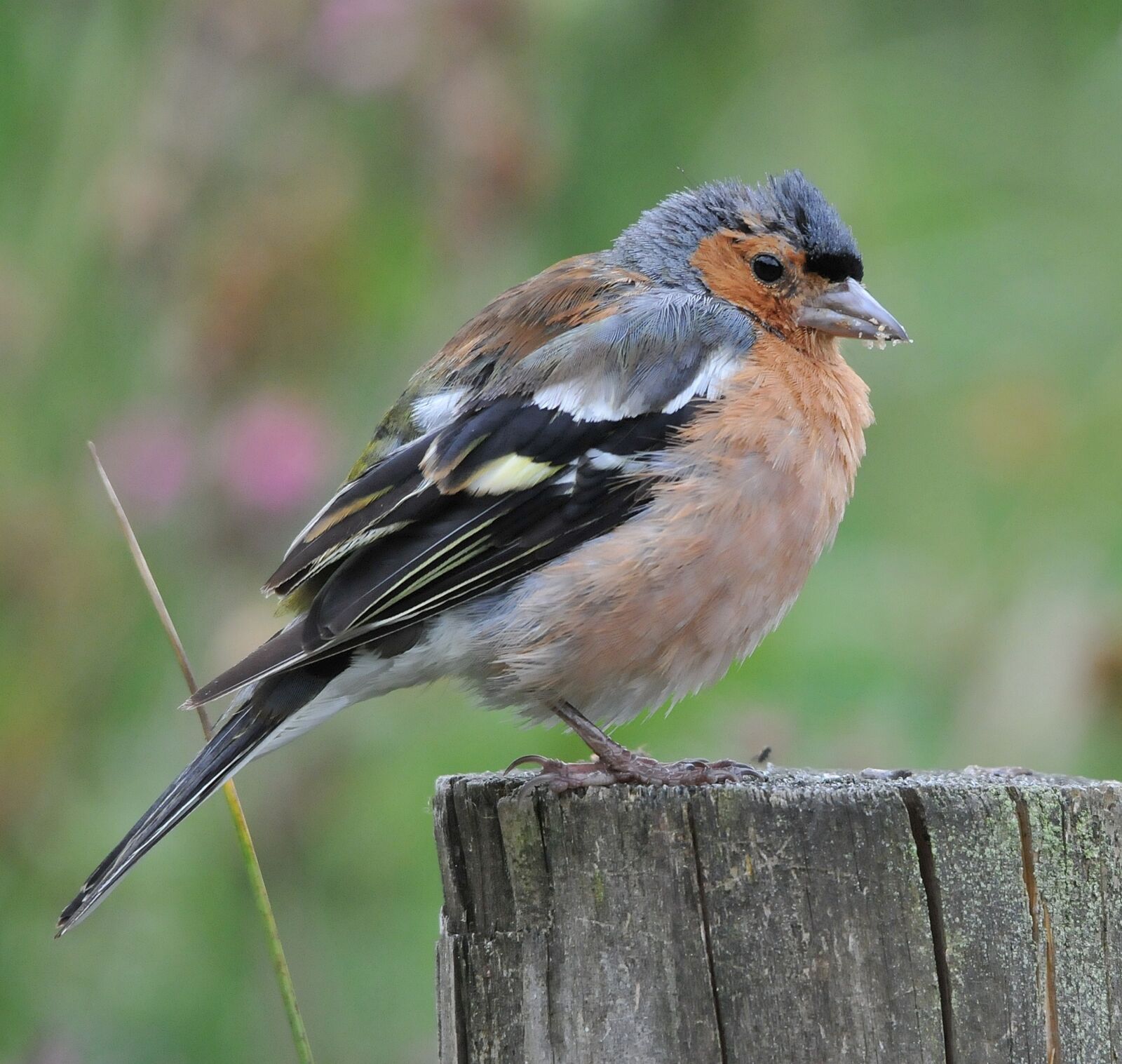 Nikon D300 sample photo. Chaffinch, perched, garden photography