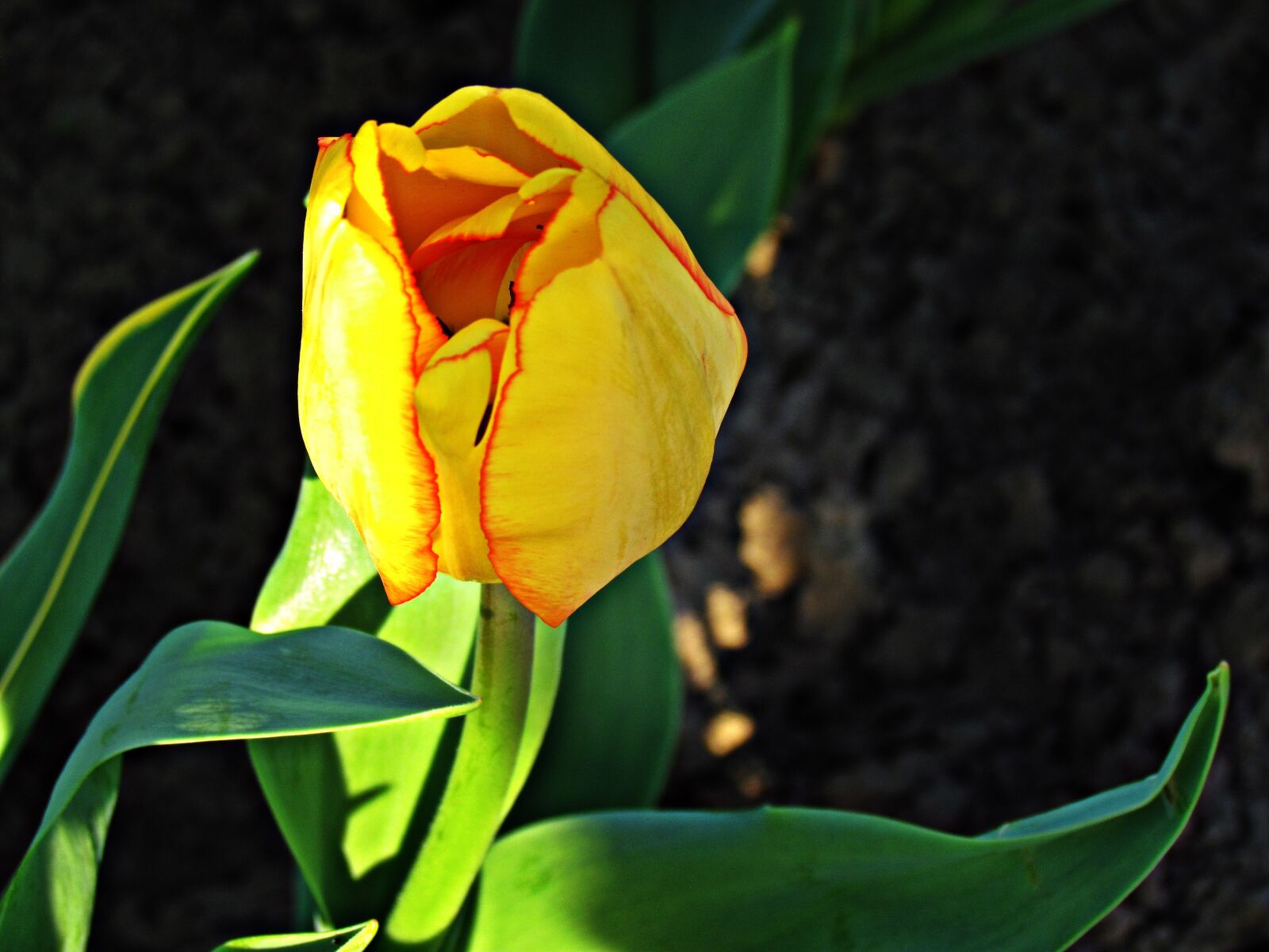 Canon PowerShot SX30 IS sample photo. Flowers, plant, nature photography