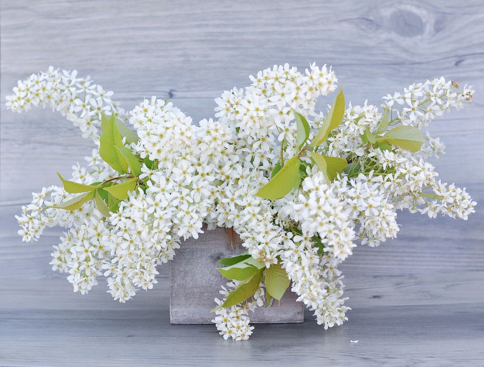 Nikon D90 sample photo. Lilac, flowers, white photography