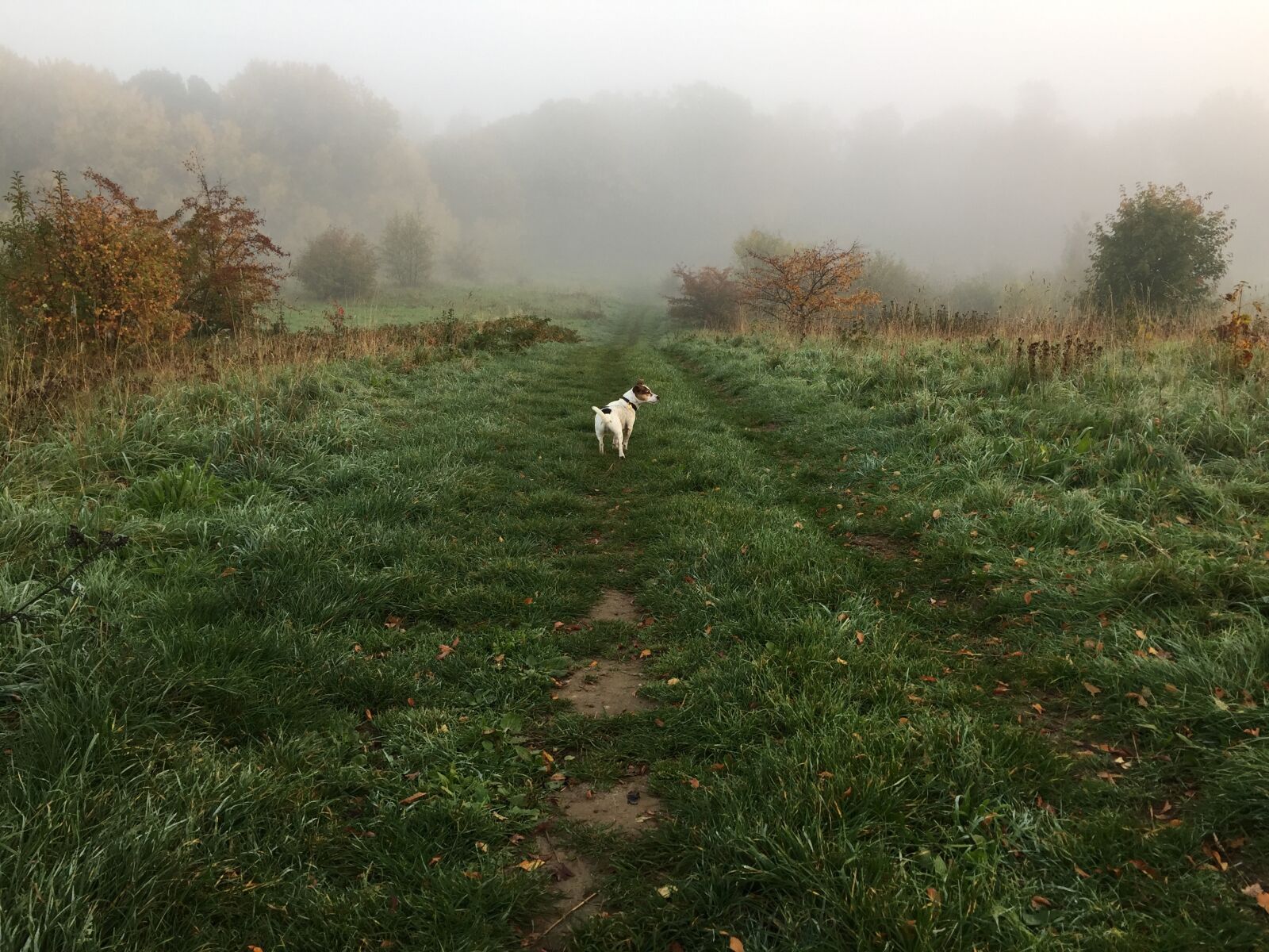 iPhone 6 back camera 4.15mm f/2.2 sample photo. Morning, dog, plants photography