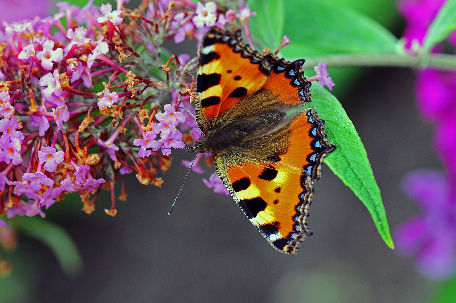 Nikon D300 sample photo. Little fox, butterflies, butterfly photography
