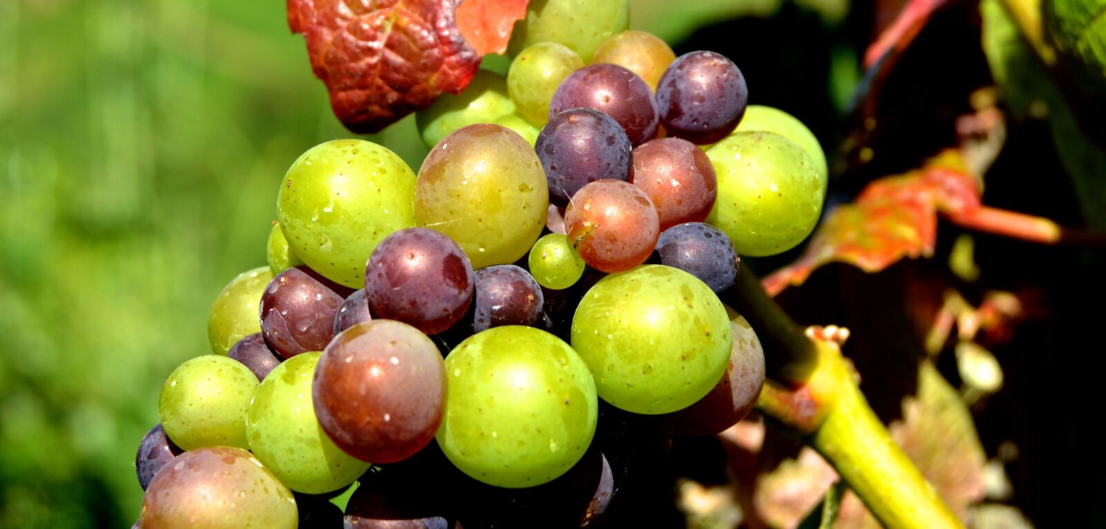 Nikon D3200 sample photo. Grapes, detail, berries photography